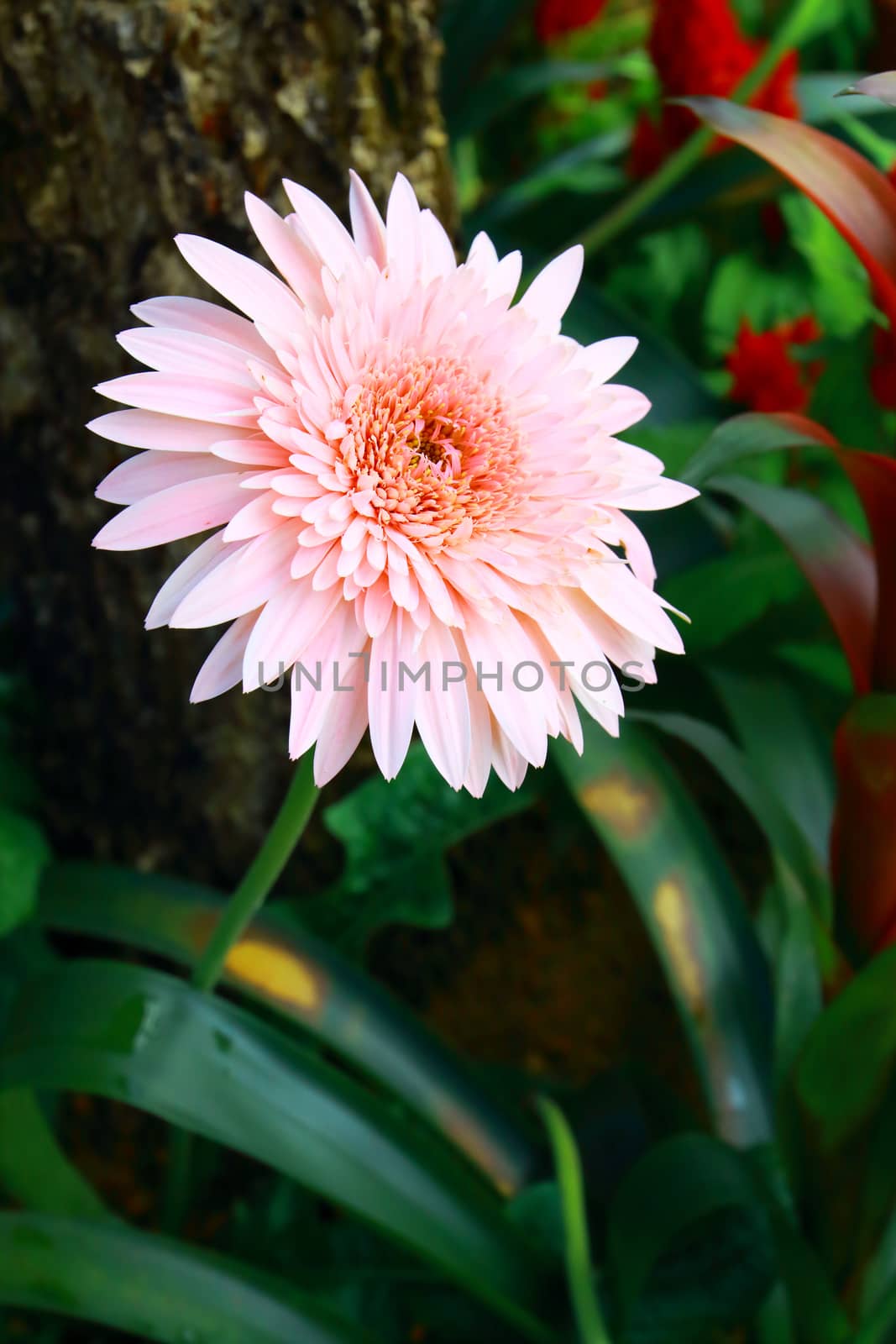 The gerbera have pink color in full bloom.