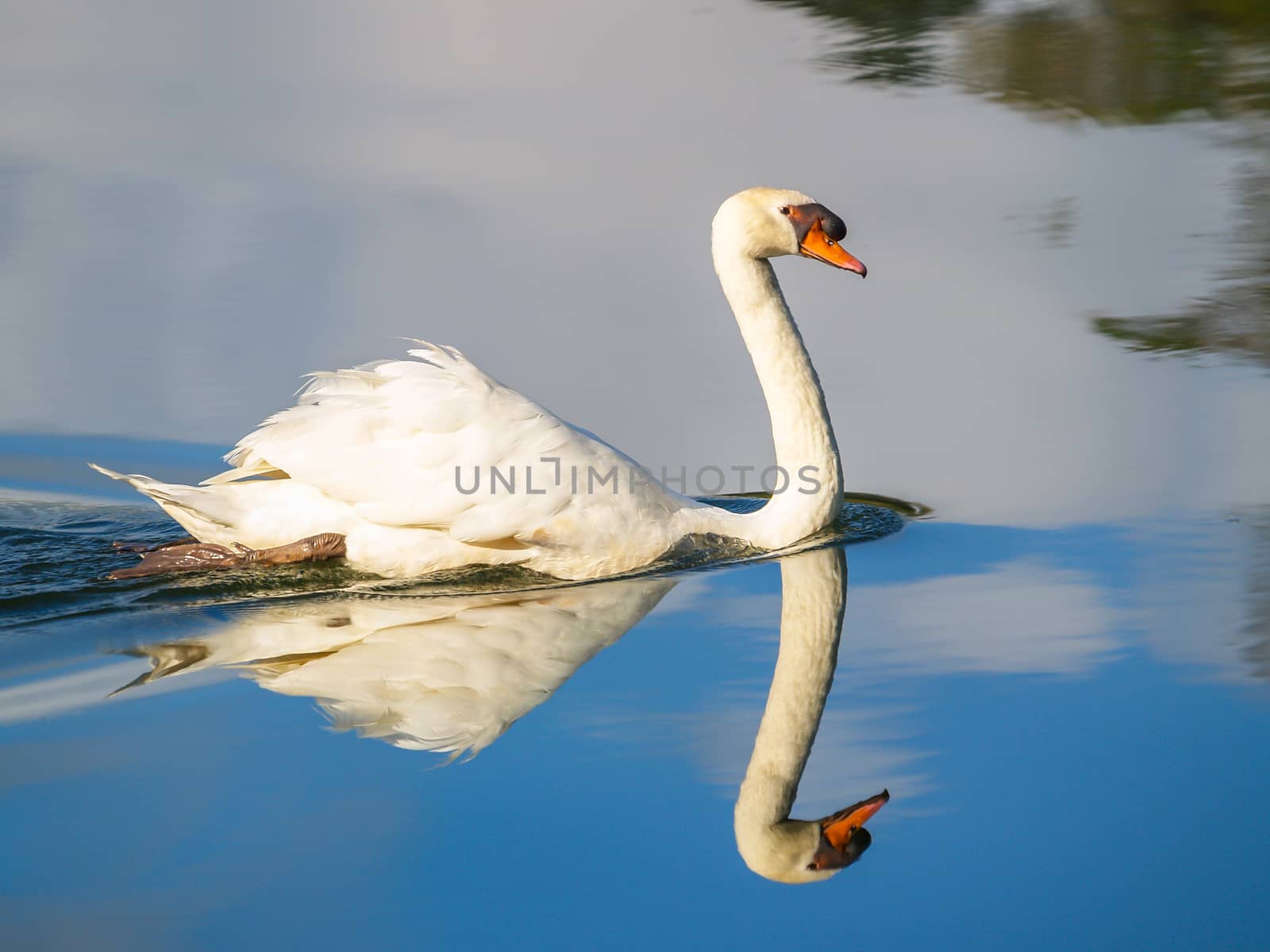 swan on blue lake water or pond with reflex shadow