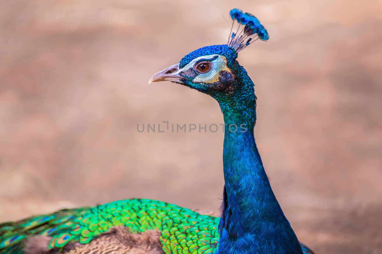 beautiful peacock head close up