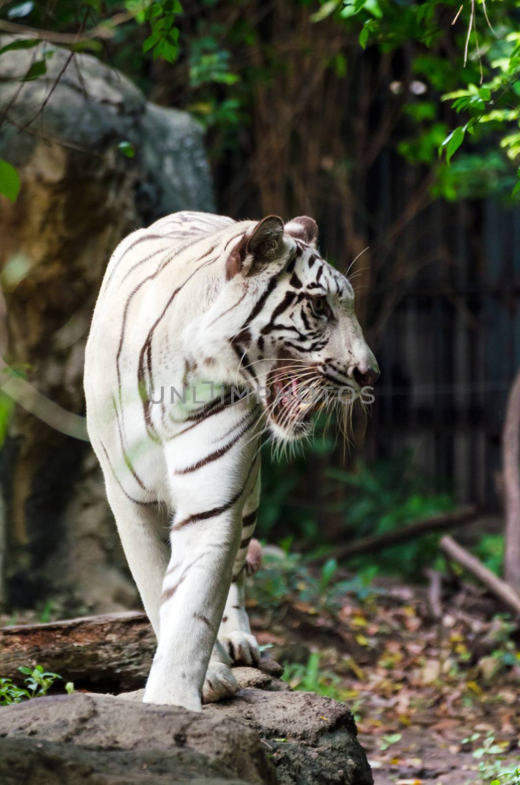 White bengal tiger (panthera tigris tigris)