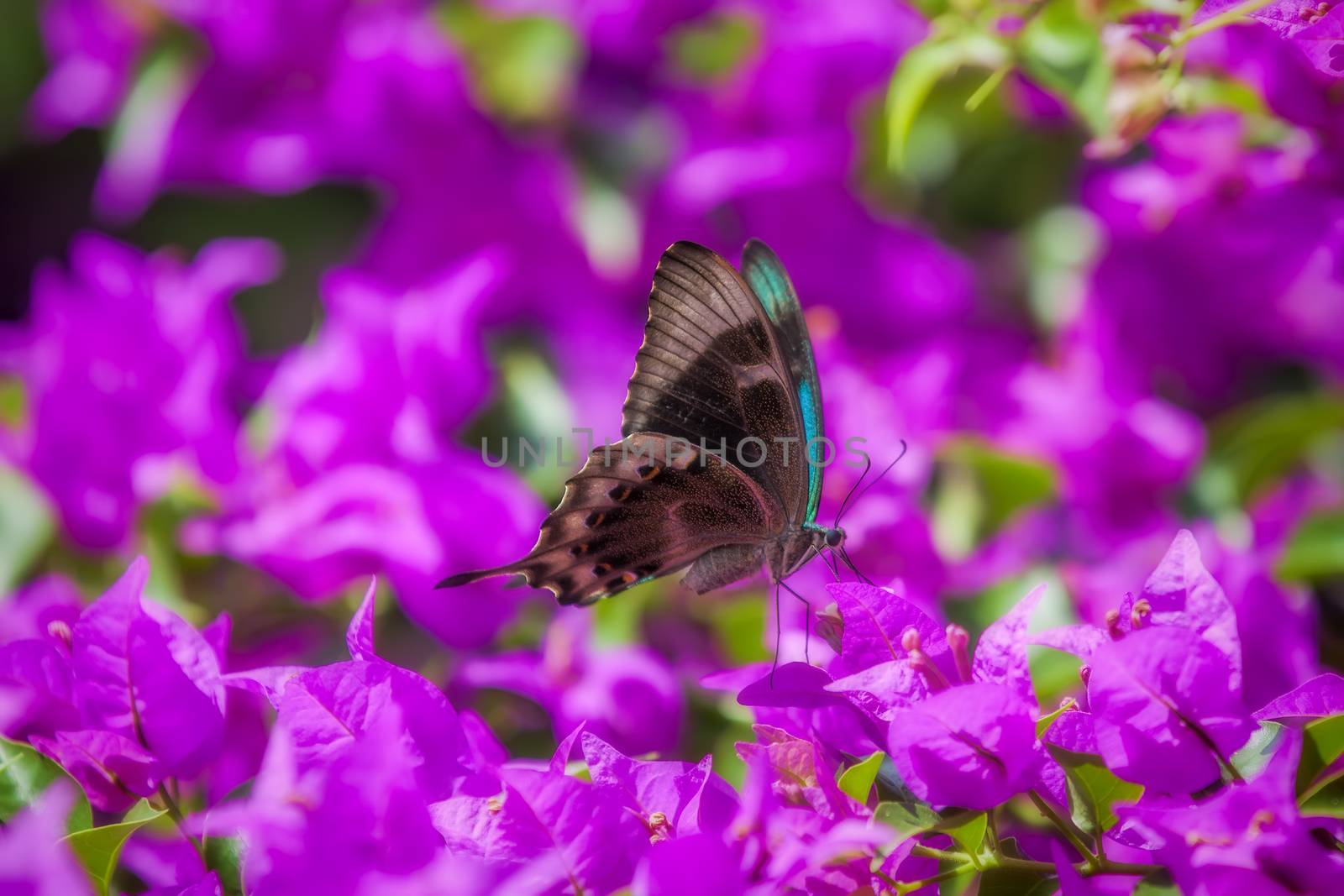 Blue Swallowtail Butterfly by kjorgen