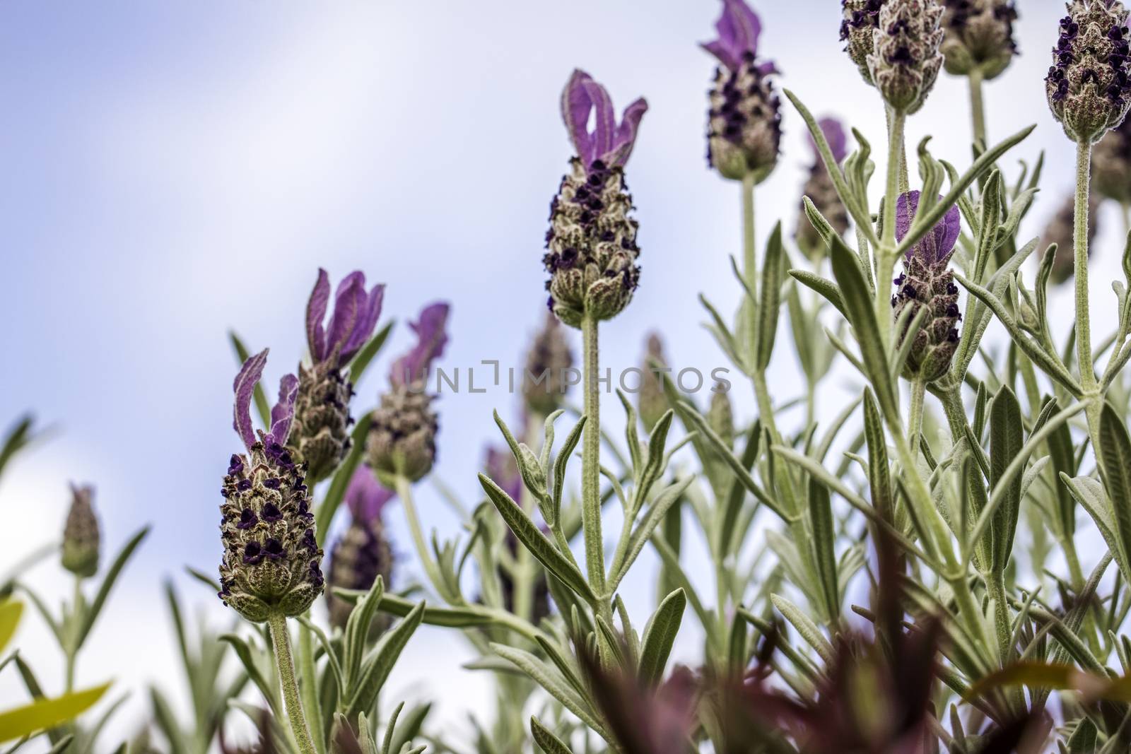 Lavender Flowers Against Blue Sky Background