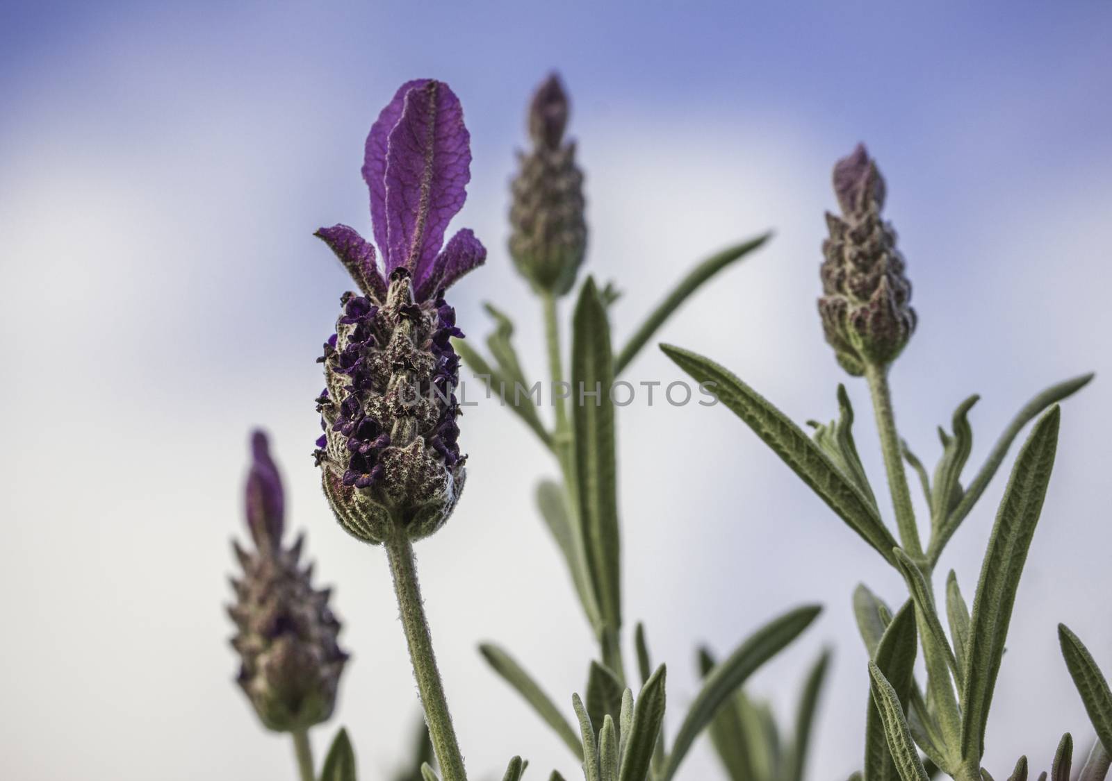 Lavender Flower Against Blue and White Sky Background by keneaster