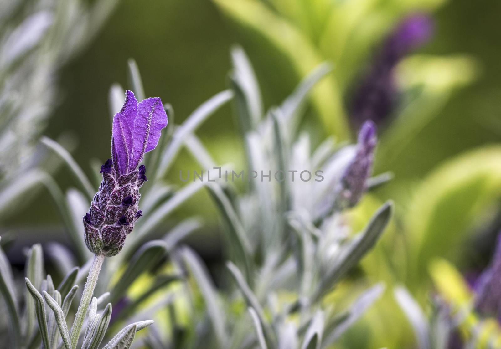 Lavender Flower Against Green Bokeh Background