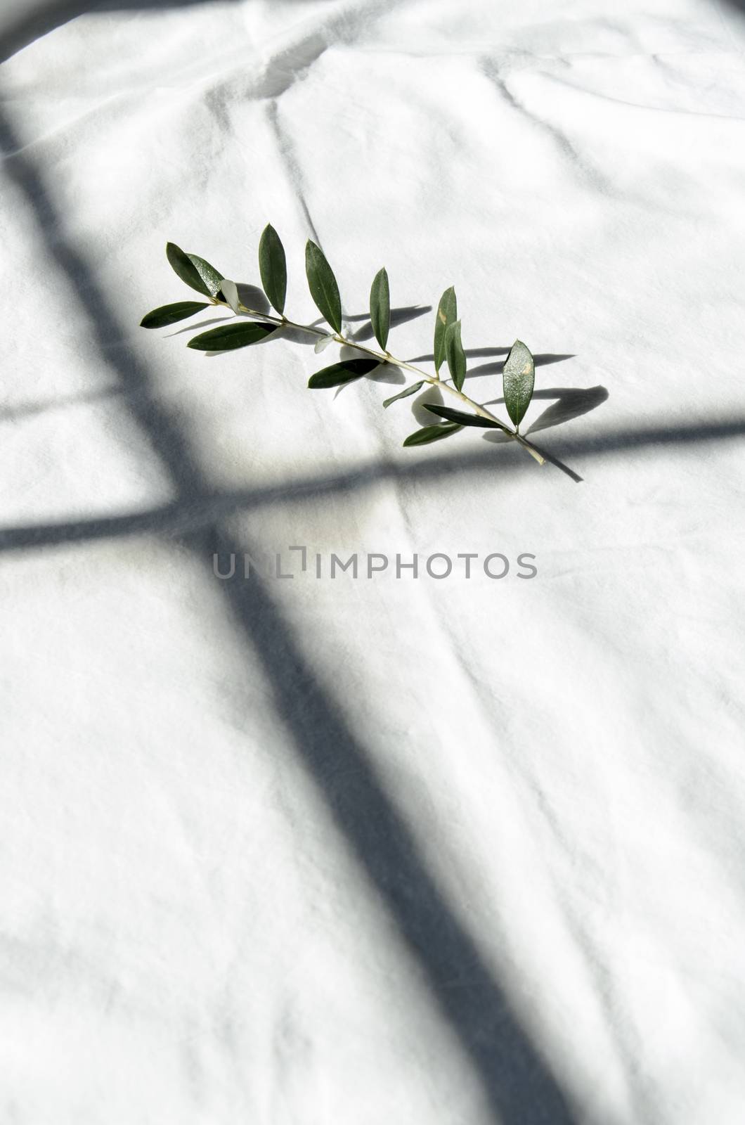 Christian religious atmosphere with olive branch and a crown of thorns.







Olive branch