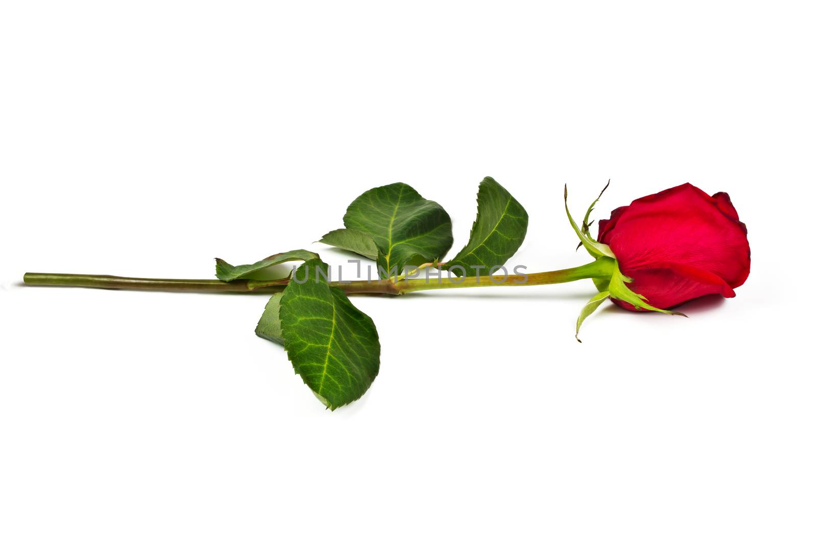 Lone red rose on a white background