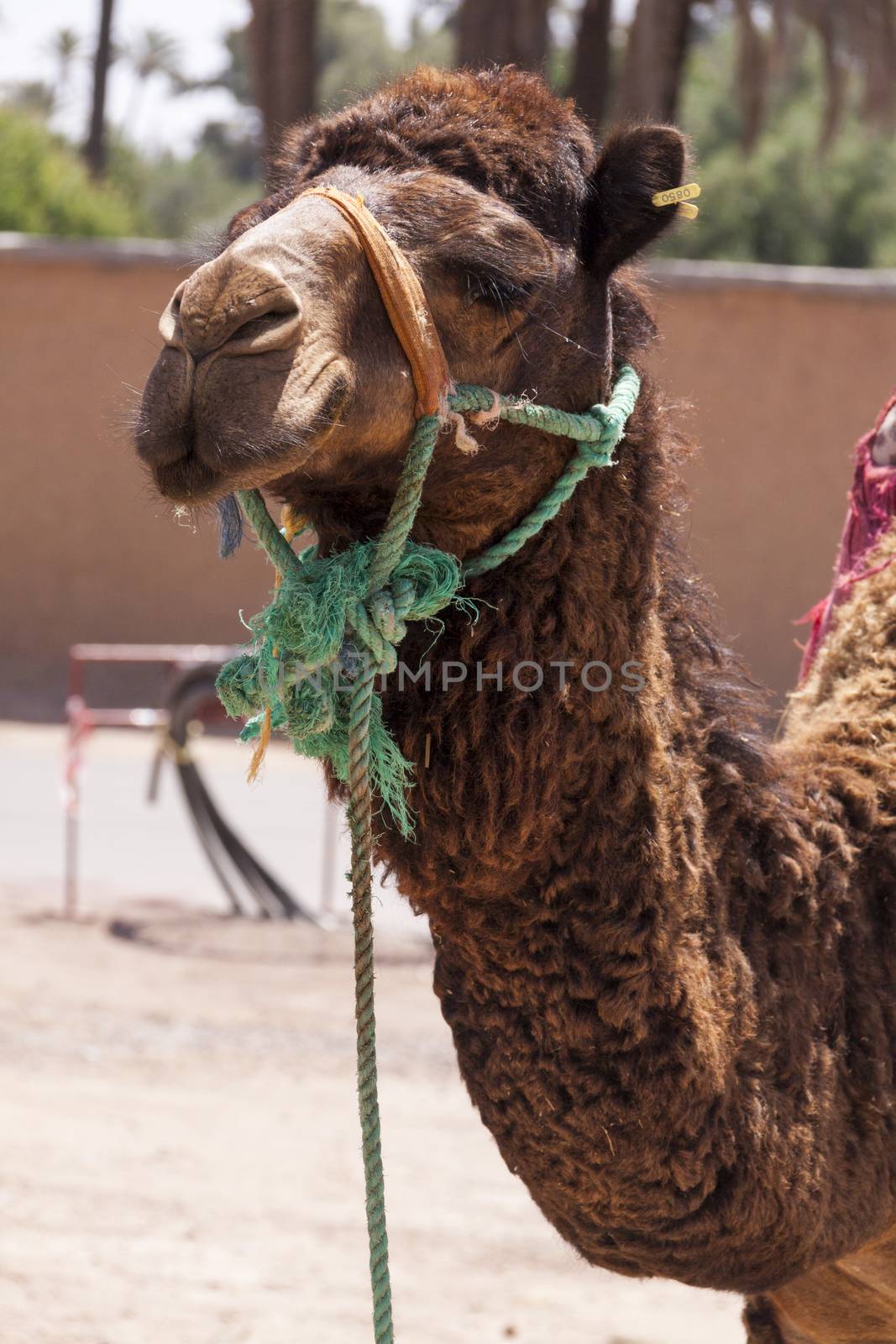 Camel in Marrakesch, Morocco wearing a harnes and saddle for transportation and use as a pack animal to carry loads