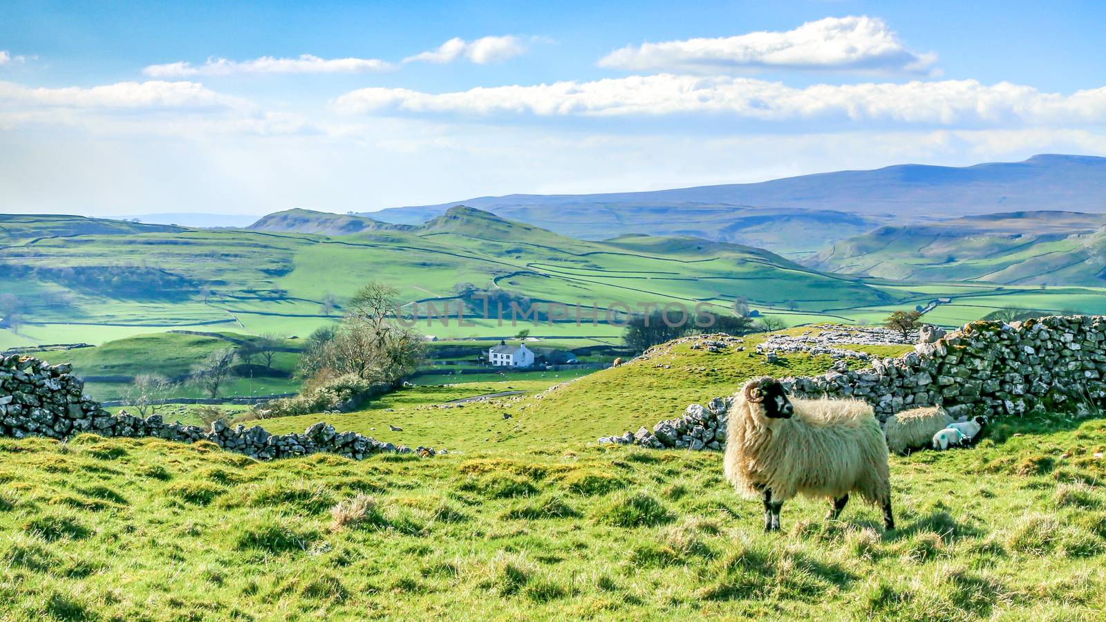 Beautiful yorkshire dales landscape stunning scenery england tourism uk green rolling hills sheep