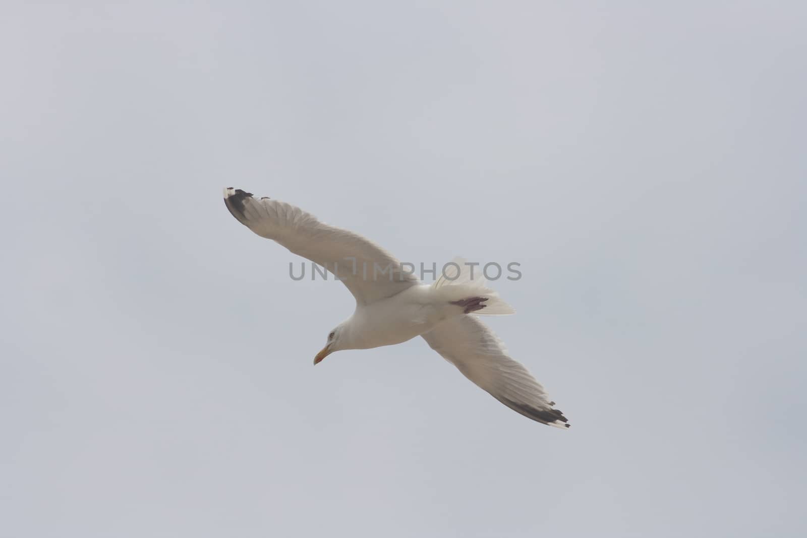 Close-up of a flying gull, with blue sky background