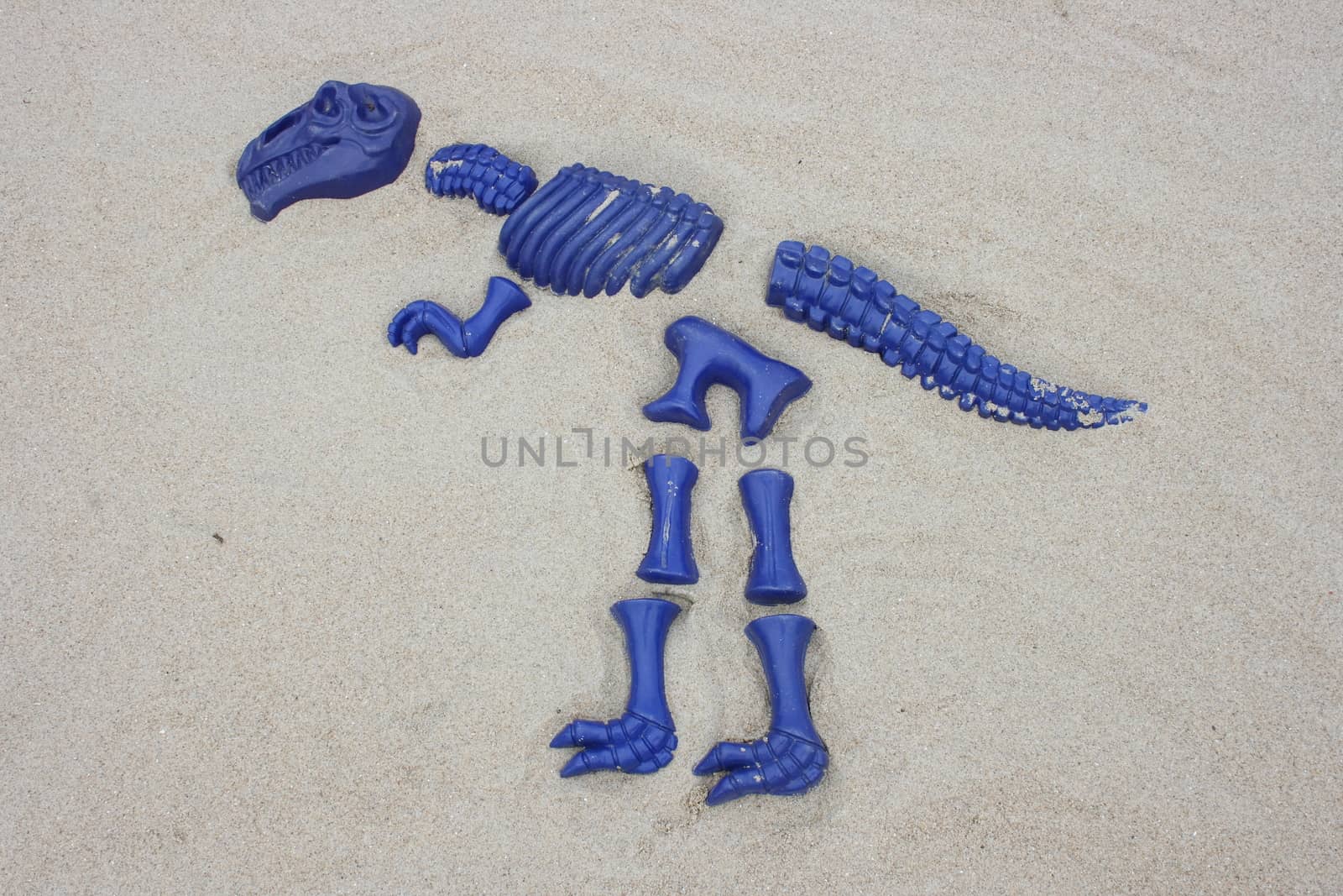 A T Rex, from blue single fragments designed in sand