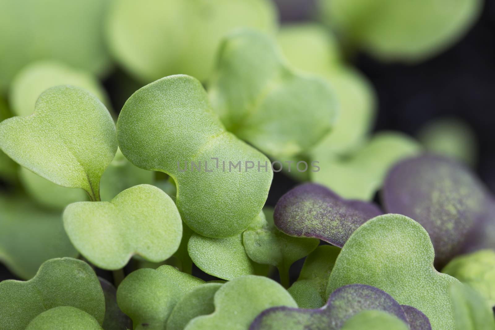 Close up of mixed lettuce sprouts.