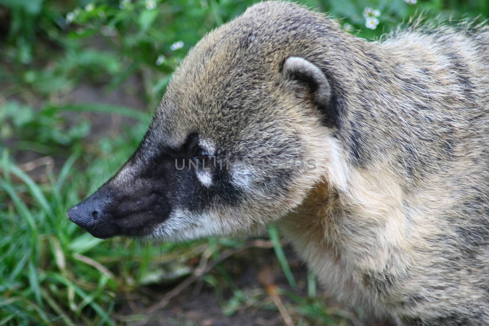 the coati (Nasua) a predator from South America