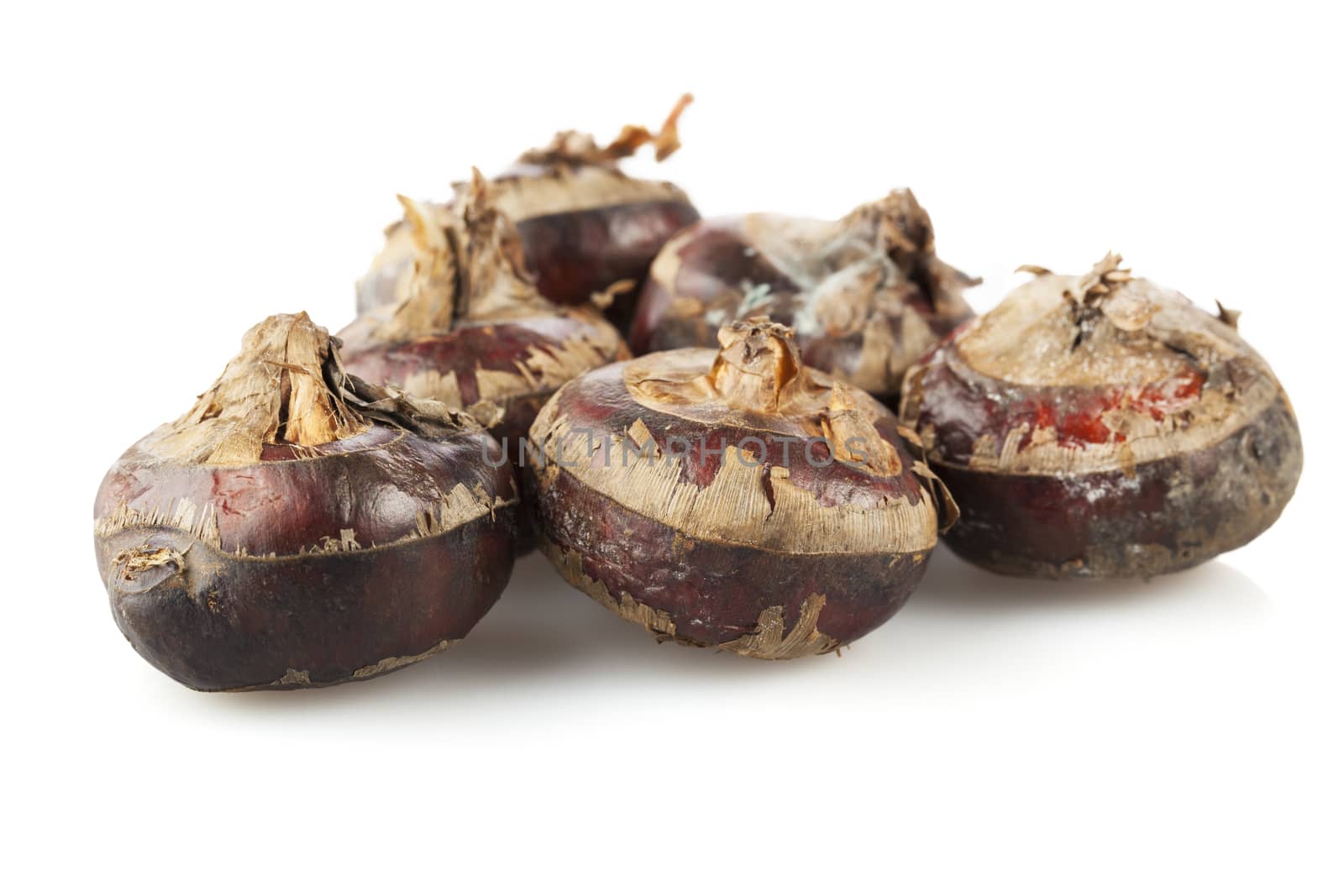 Group of fresh chestnuts isolated on white background