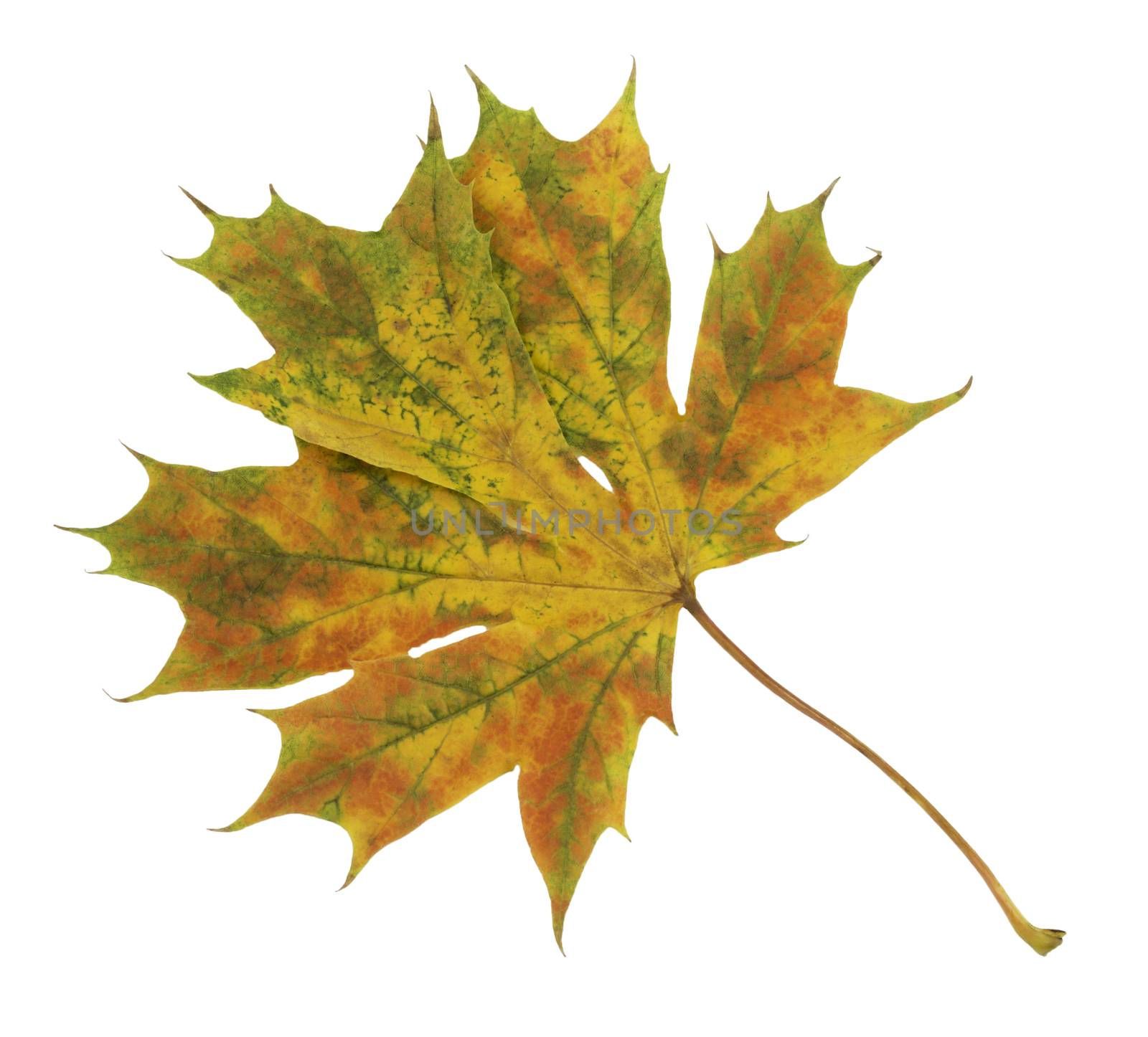 Closeup of brightly colored autumn leaf isolated colorful on white background4