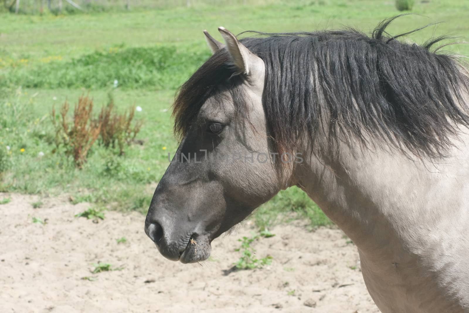 Portrait shot of a beautiful stallion Iceland