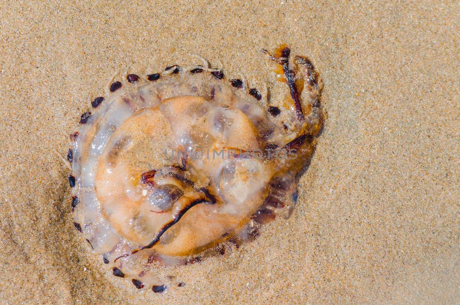 Jellyfish on a sandy beach by JFsPic