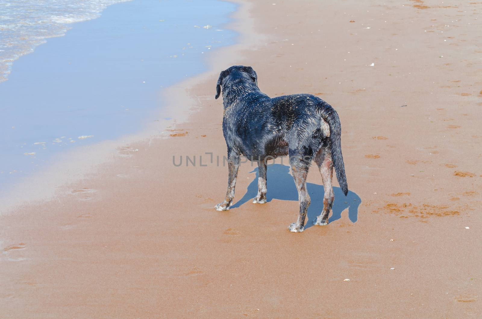 Black dog is on a beautiful beach standing. 
In the background the blue sea. 
The dog looks like hypnotized in the waves.