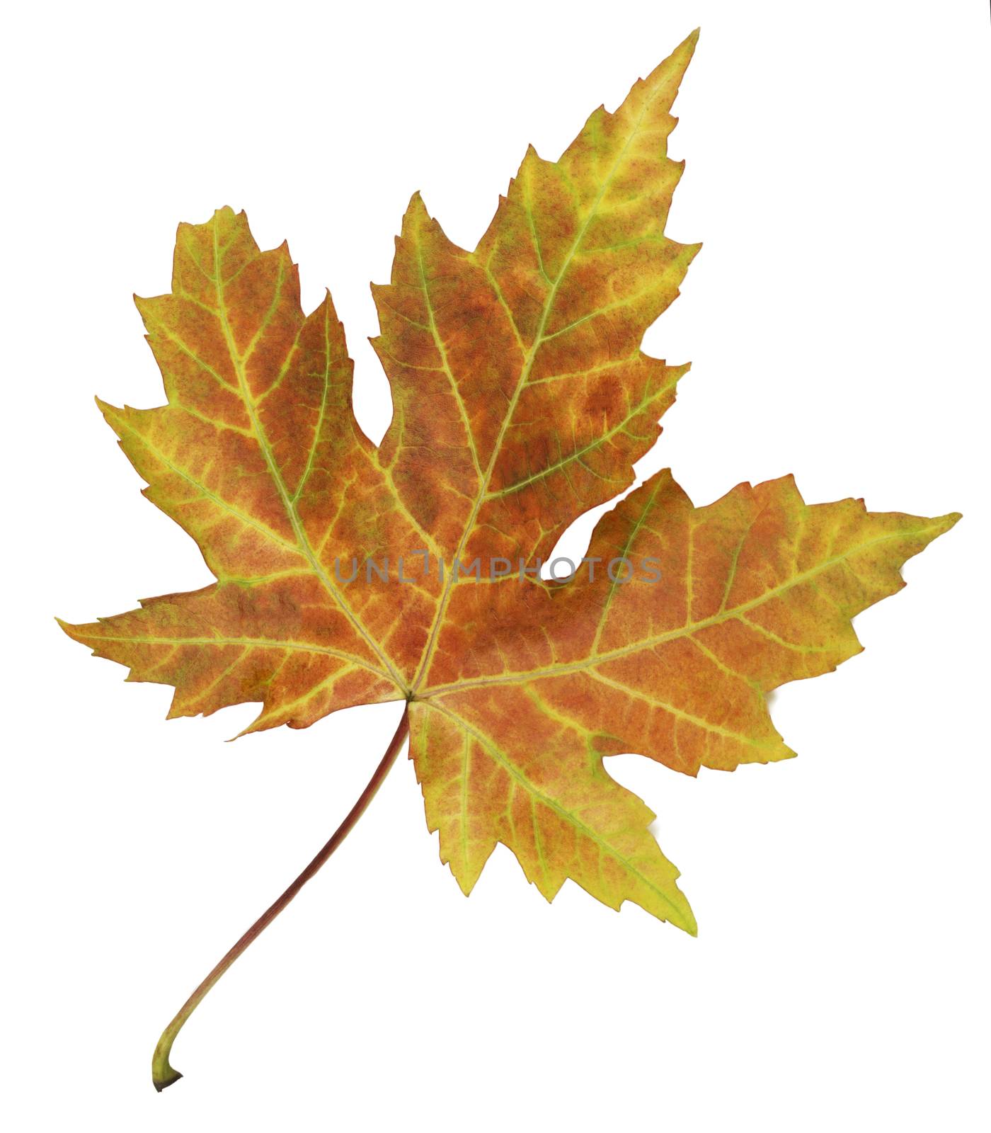 Closeup of brightly colored autumn leaf isolated colorful on whi by keneaster