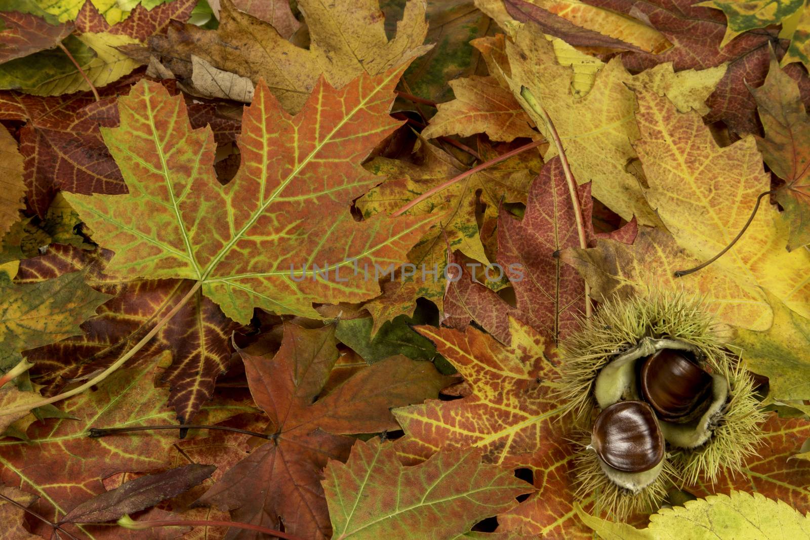 Colorful and bright background with fallen autumn leaves and chestnuts