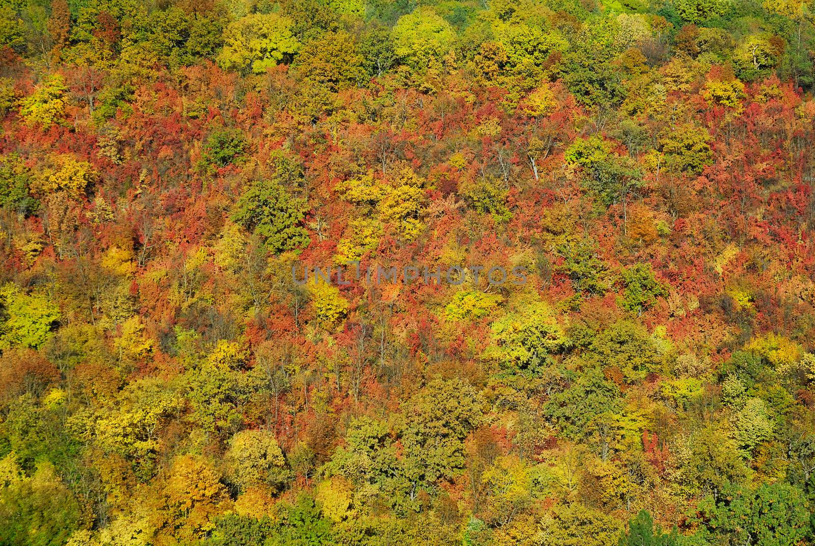 autumn mountain forest by makspogonii