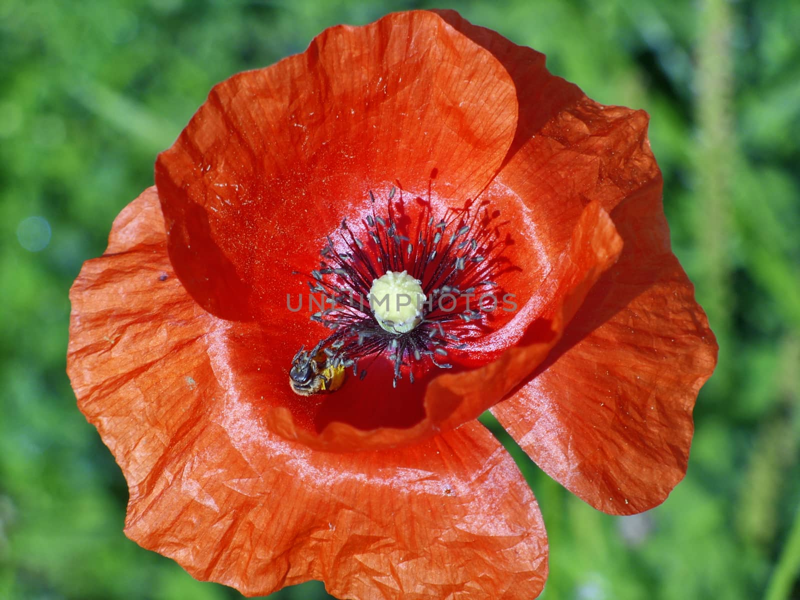 Red poppy flower on green grass background and bee