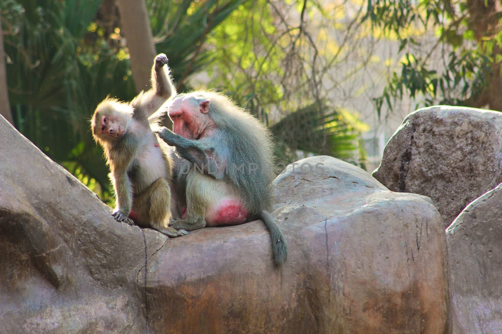 Baboon Monkey chilling by BassemAdel