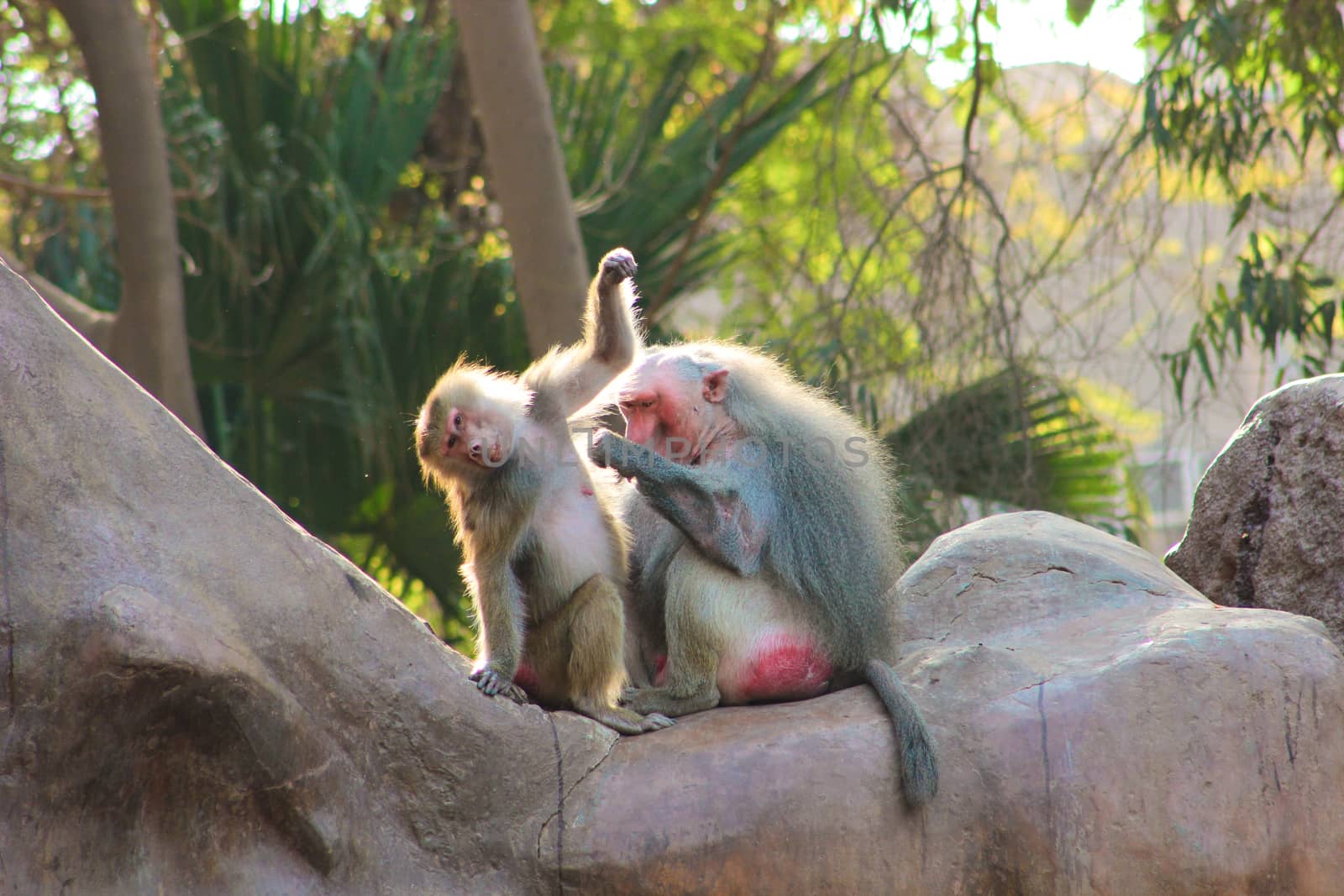 Baboon Monkey living, eating and playing in the Savanna standing on mountains and rocks