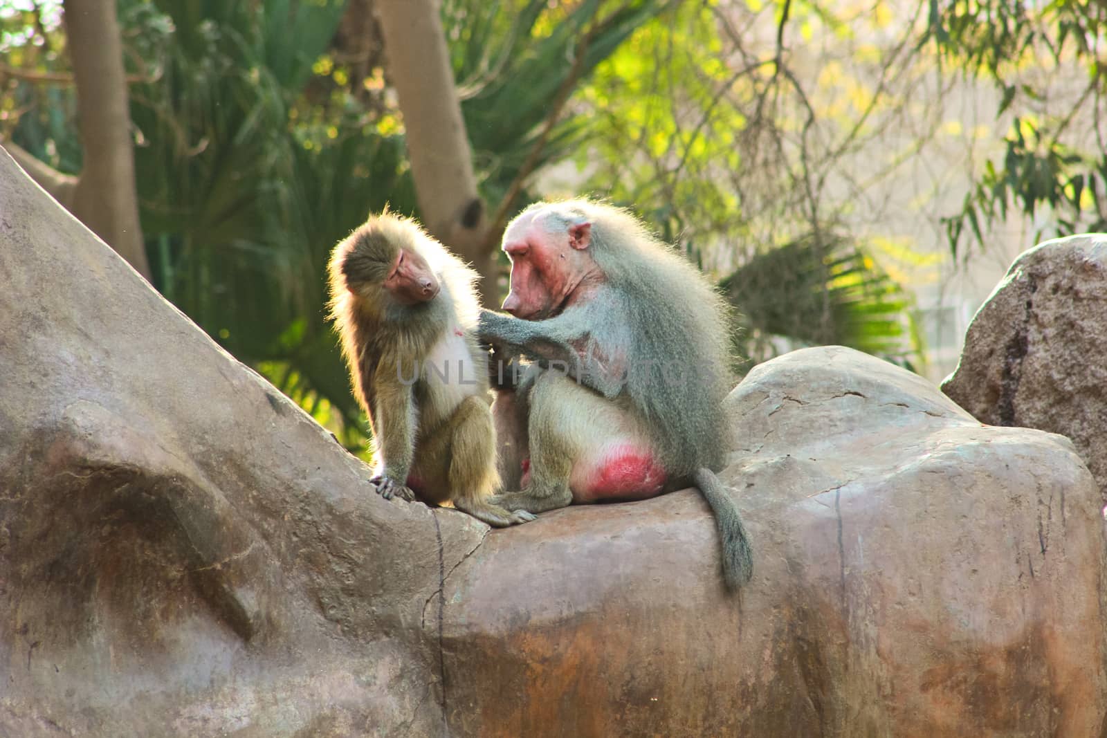 Baboon Monkey chilling by BassemAdel