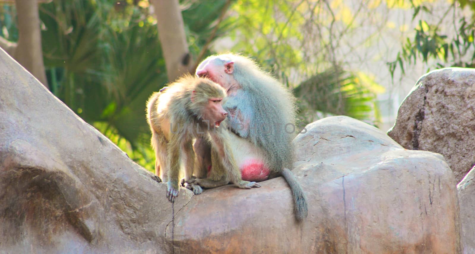 Baboon Monkey chilling by BassemAdel