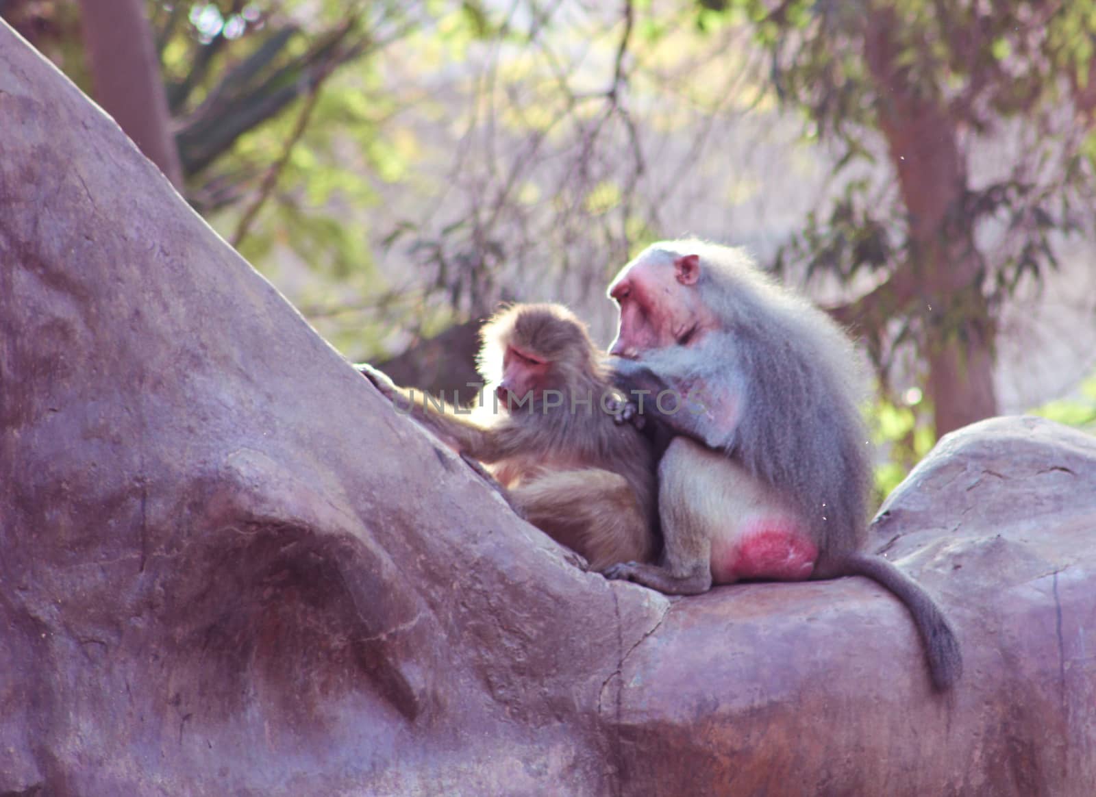 Baboon Monkey living, eating and playing in the Savanna standing on mountains and rocks