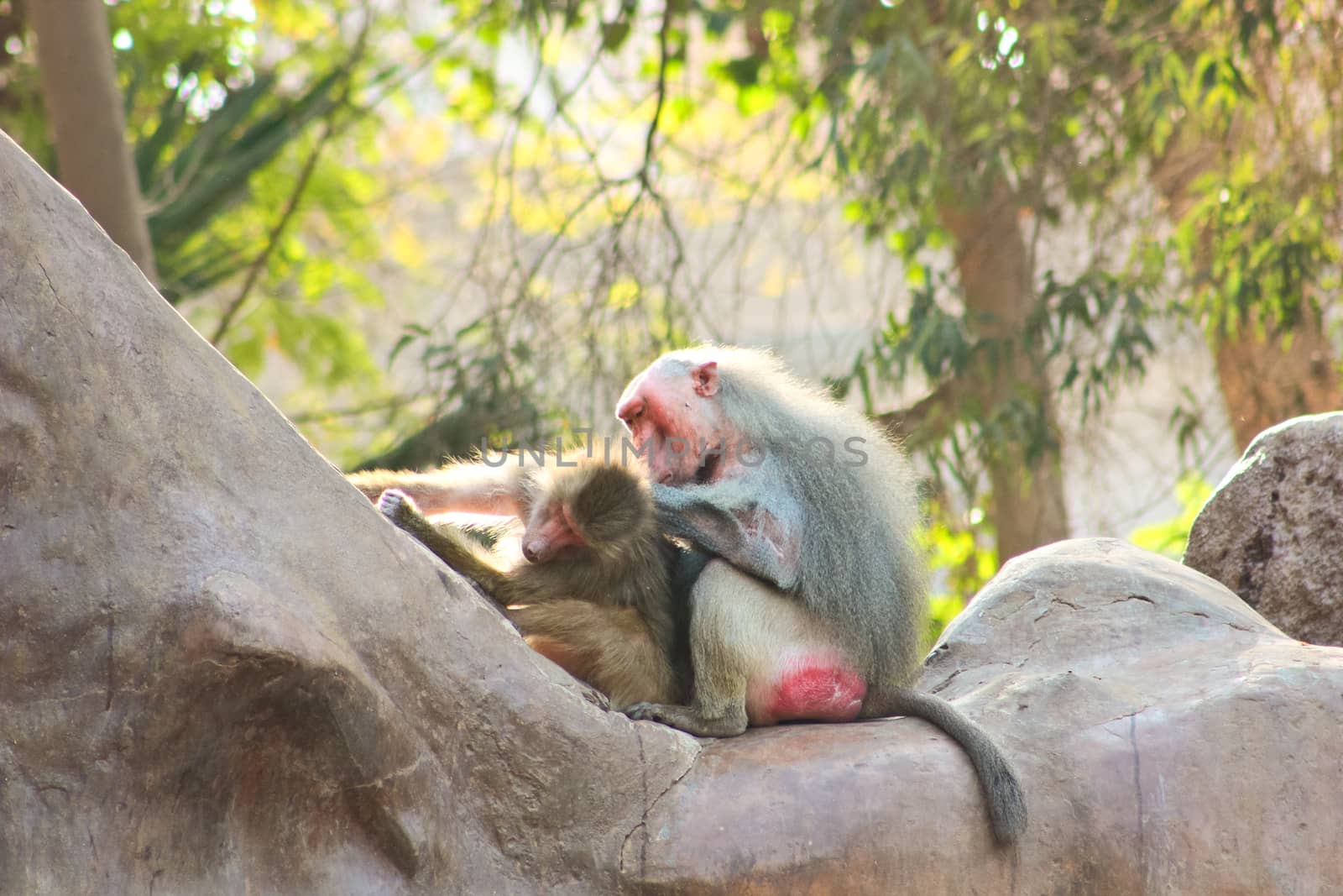 Baboon Monkey chilling by BassemAdel