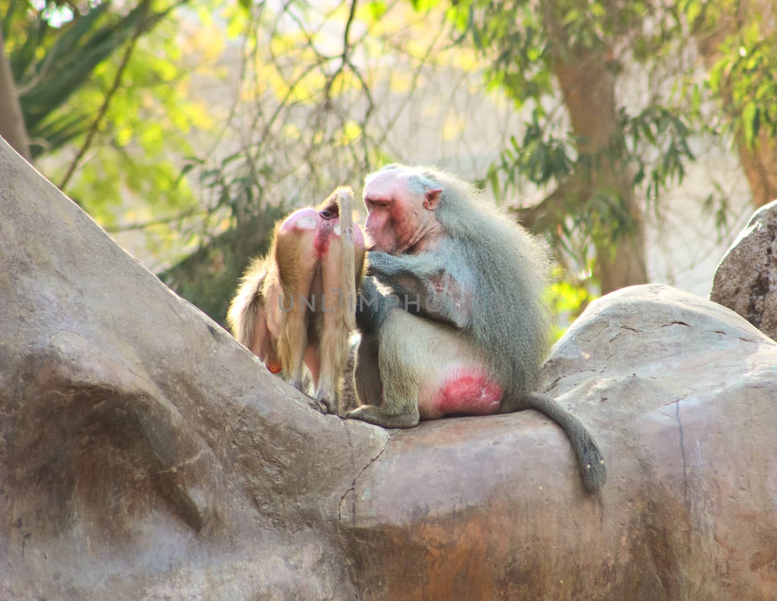 Baboon Monkey living, eating and playing in the Savanna standing on mountains and rocks