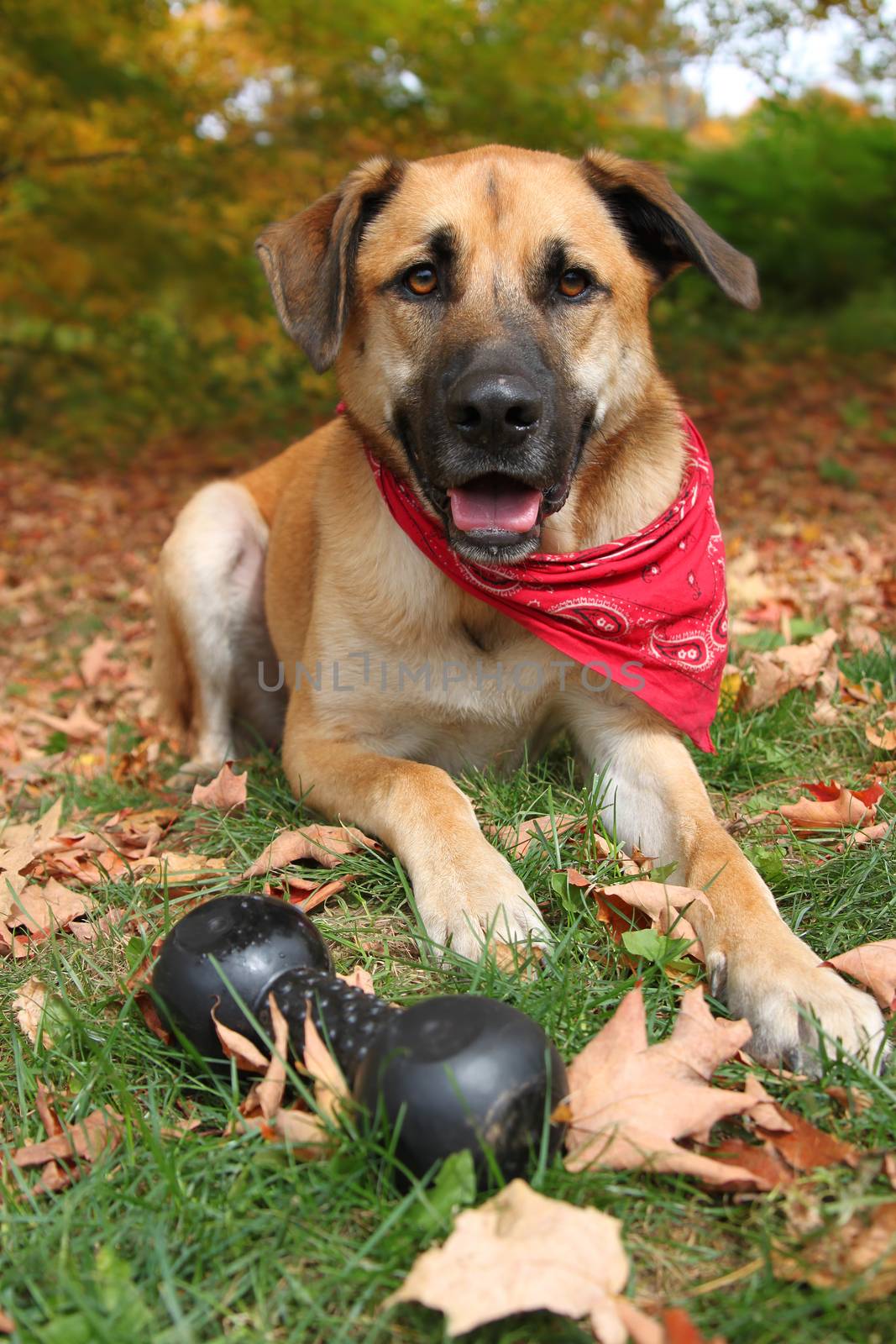 Large mixed breed dog in Autumn by gvictoria