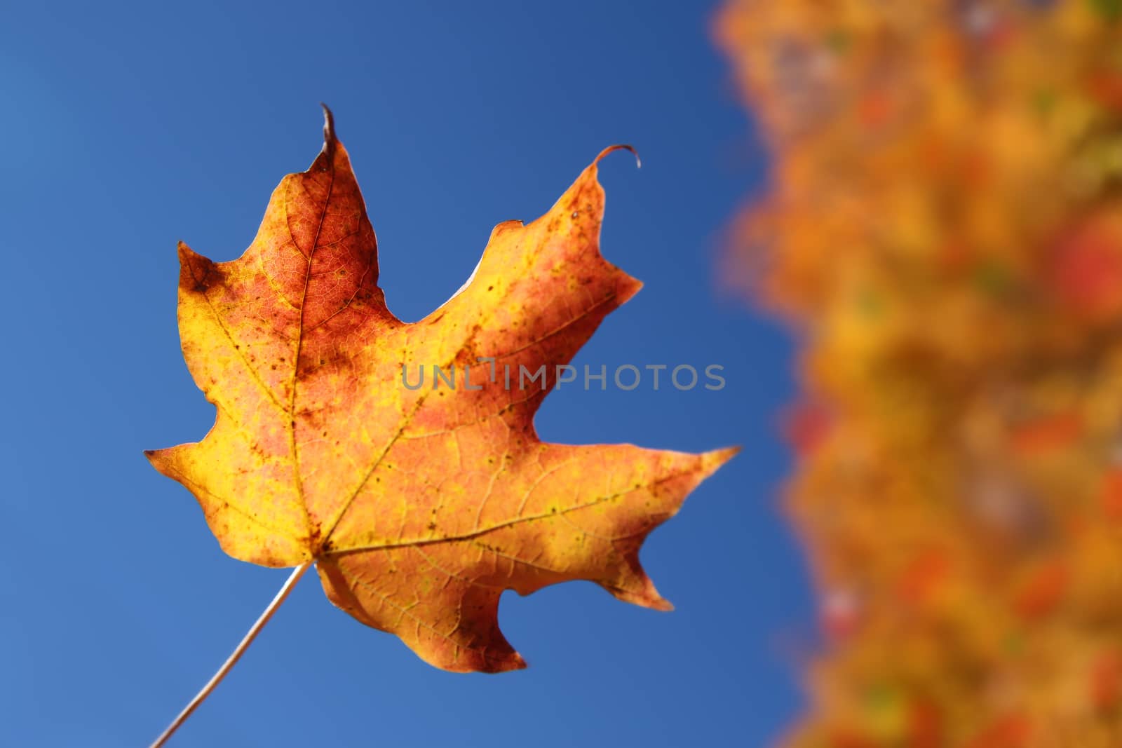Orange maple leaf in Autumn by gvictoria