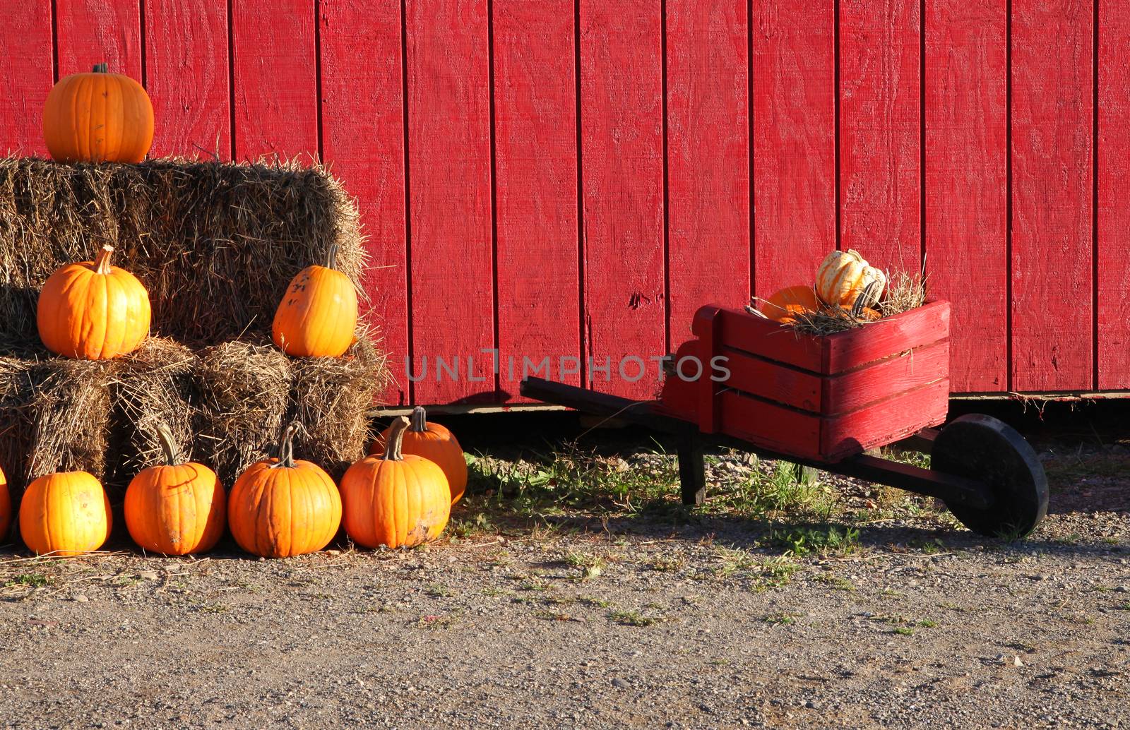 Colorful orange pumpkins on hay bales with red wooden background and wheelbarrow, an autumn scene