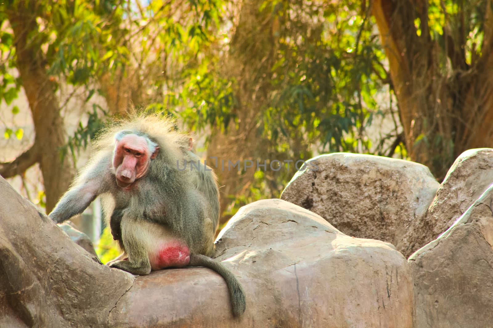 Baboon Monkey chilling by BassemAdel