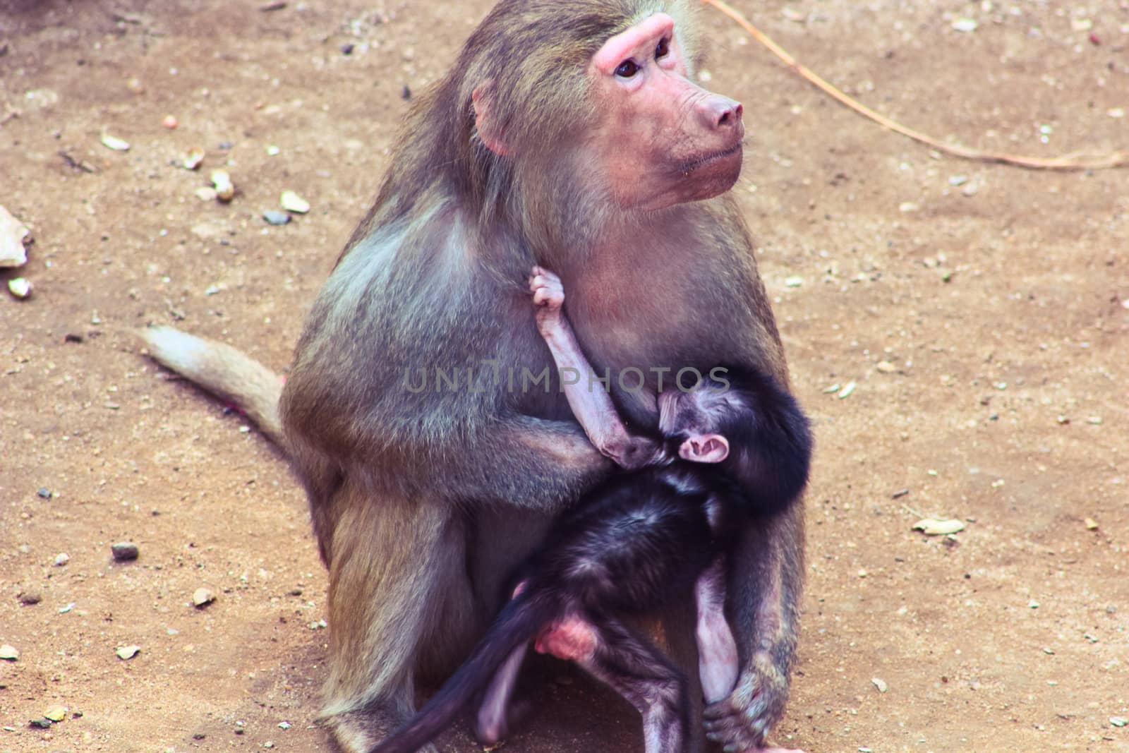 Baboon Monkey living, eating and playing in the Savanna standing on mountains and rocks