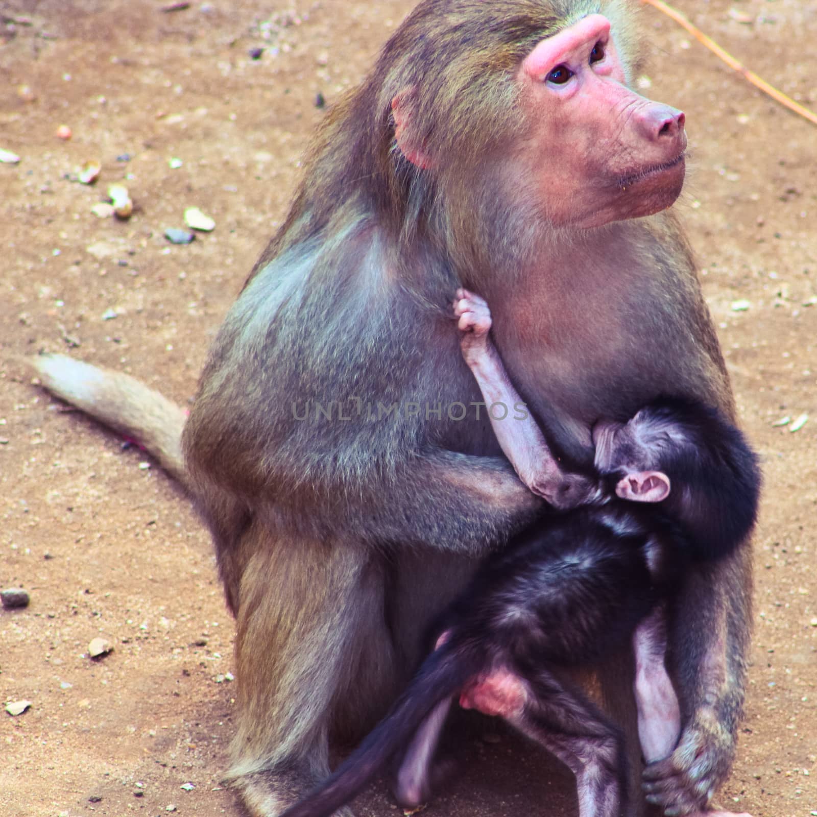 Baboon Monkey living, eating and playing in the Savanna standing on mountains and rocks