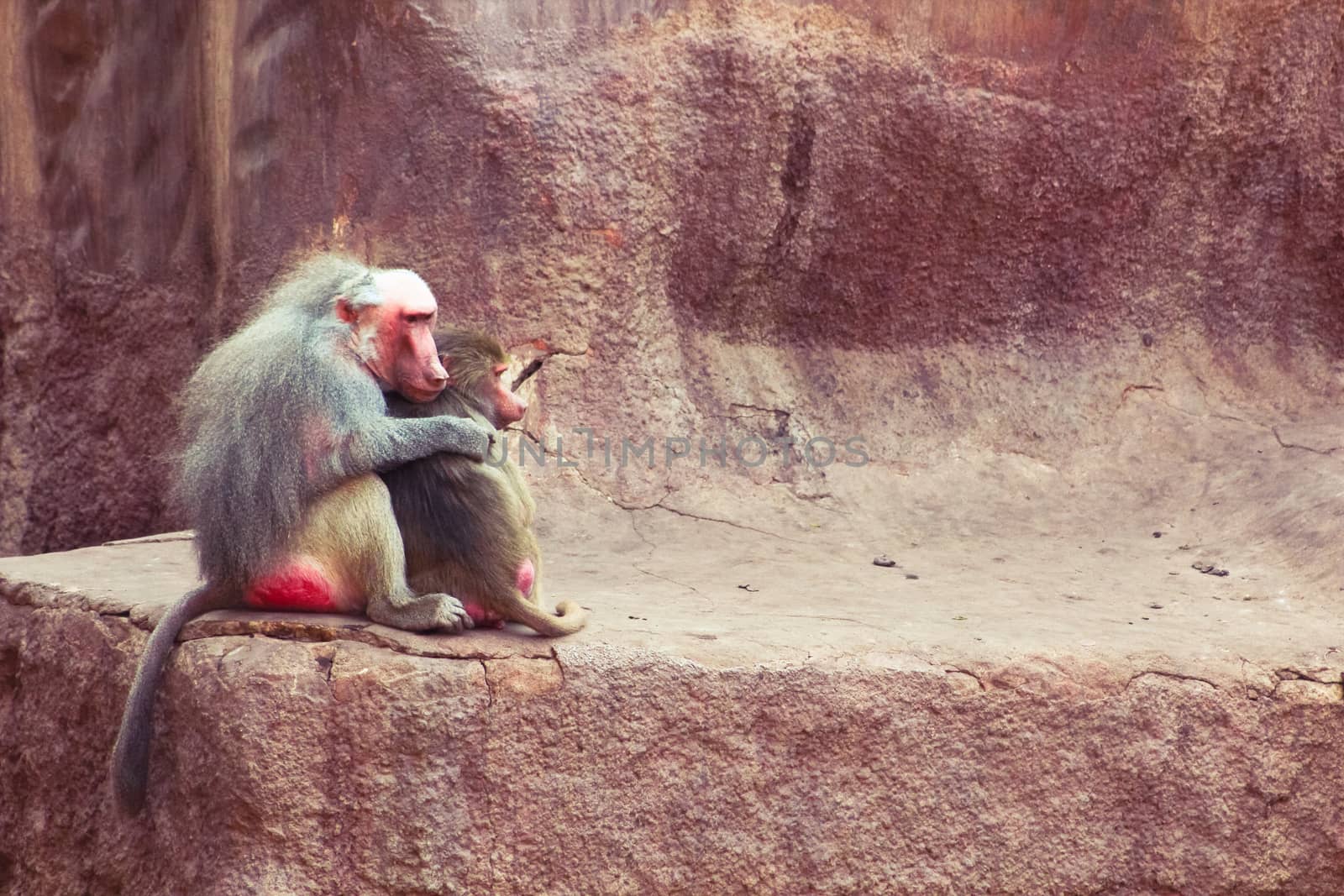 Baboon Monkey living, eating and playing in the Savanna standing on mountains and rocks