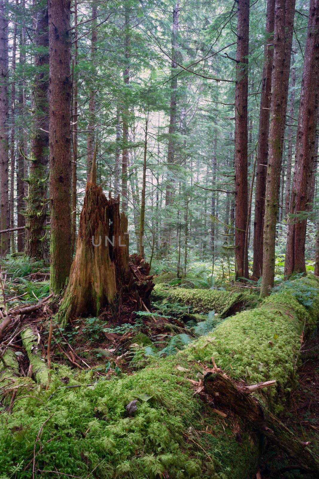 Rainforest Fallen Logs Rotted Stump Moss Covered Tree Trunk by ChrisBoswell
