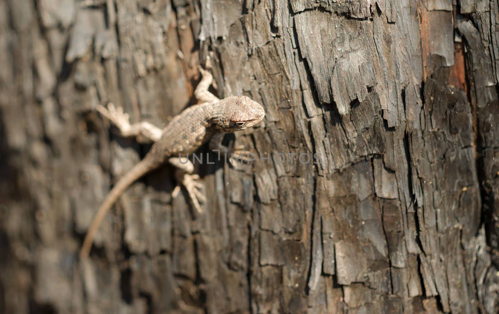 A Sagebrush lizard on a tree in a recently burned forest