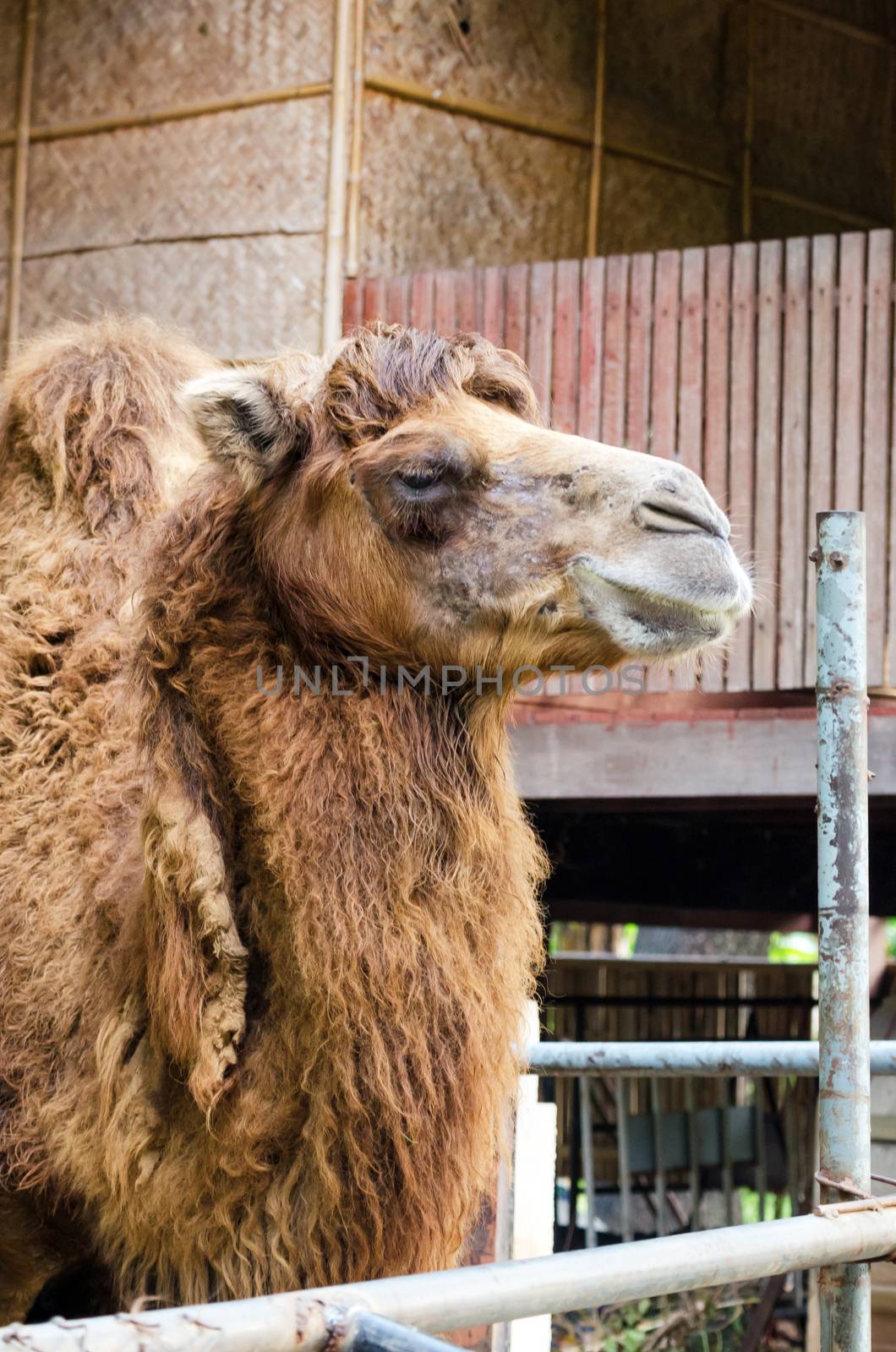 Camel in zoo