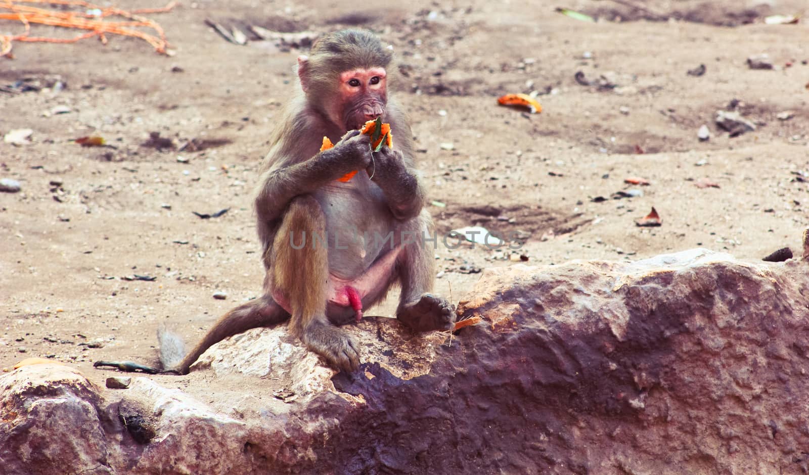 Baboon Monkey living, eating and playing in the Savanna standing on mountains and rocks