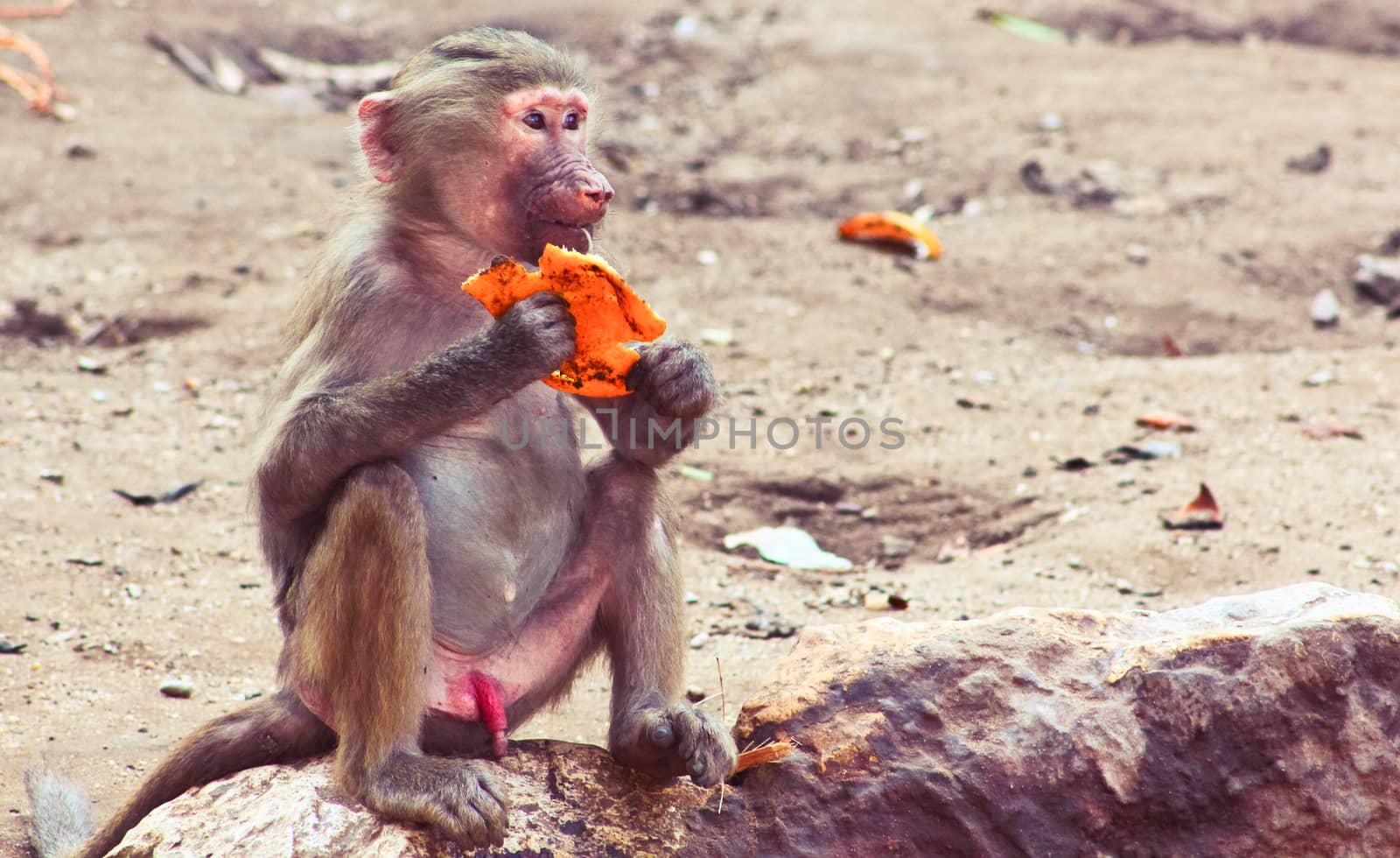 Baboon Monkey living, eating and playing in the Savanna standing on mountains and rocks