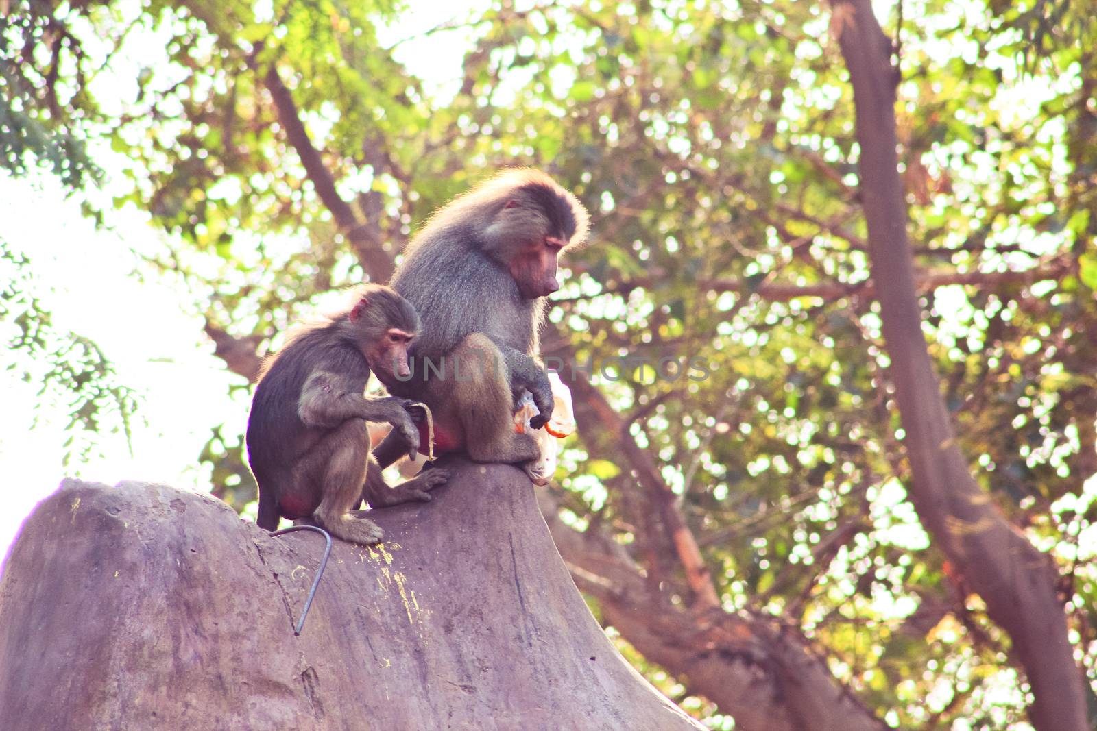 Baboon Monkey living, eating and playing in the Savanna standing on mountains and rocks