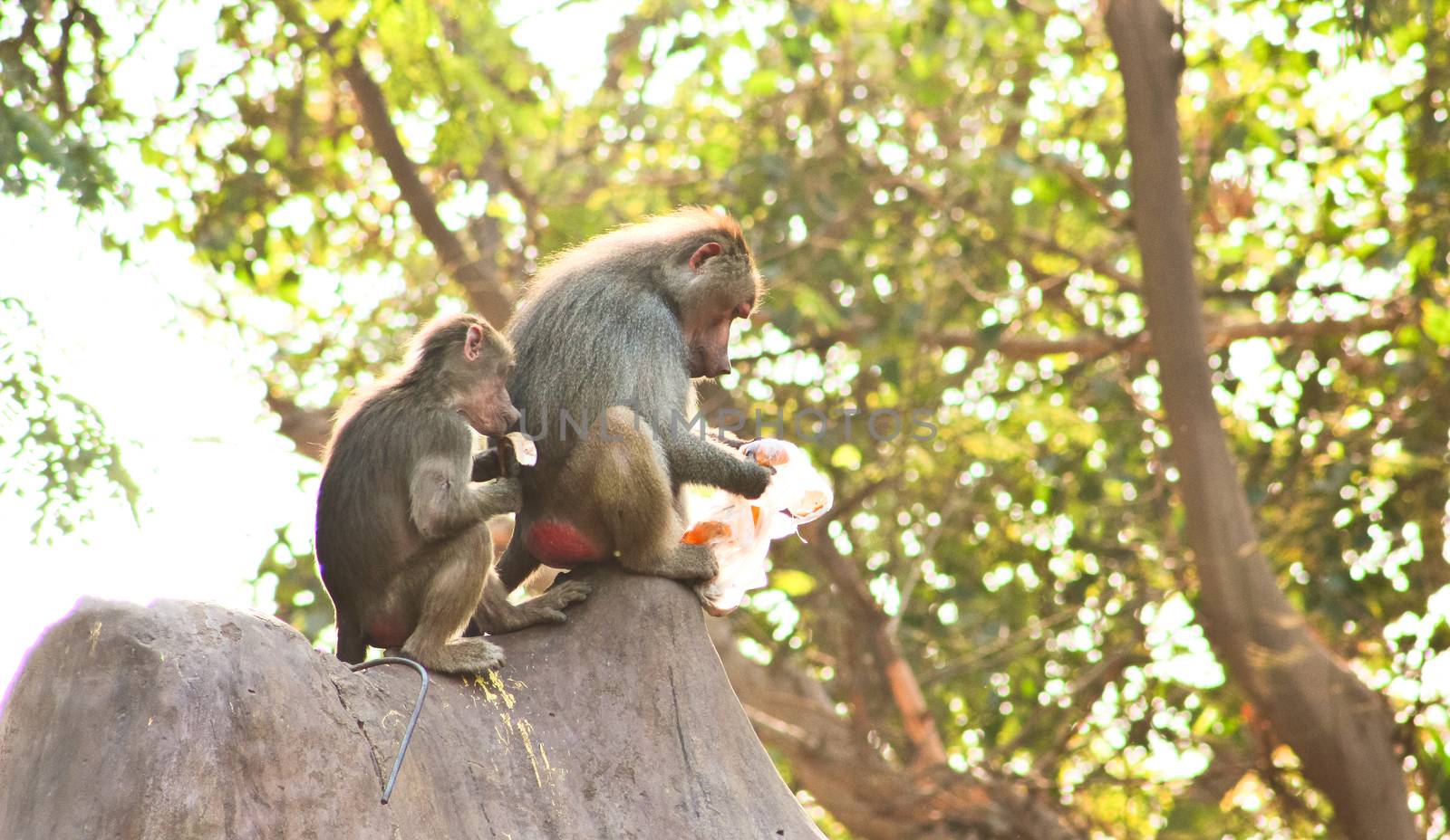 Baboon Monkey living, eating and playing in the Savanna standing on mountains and rocks