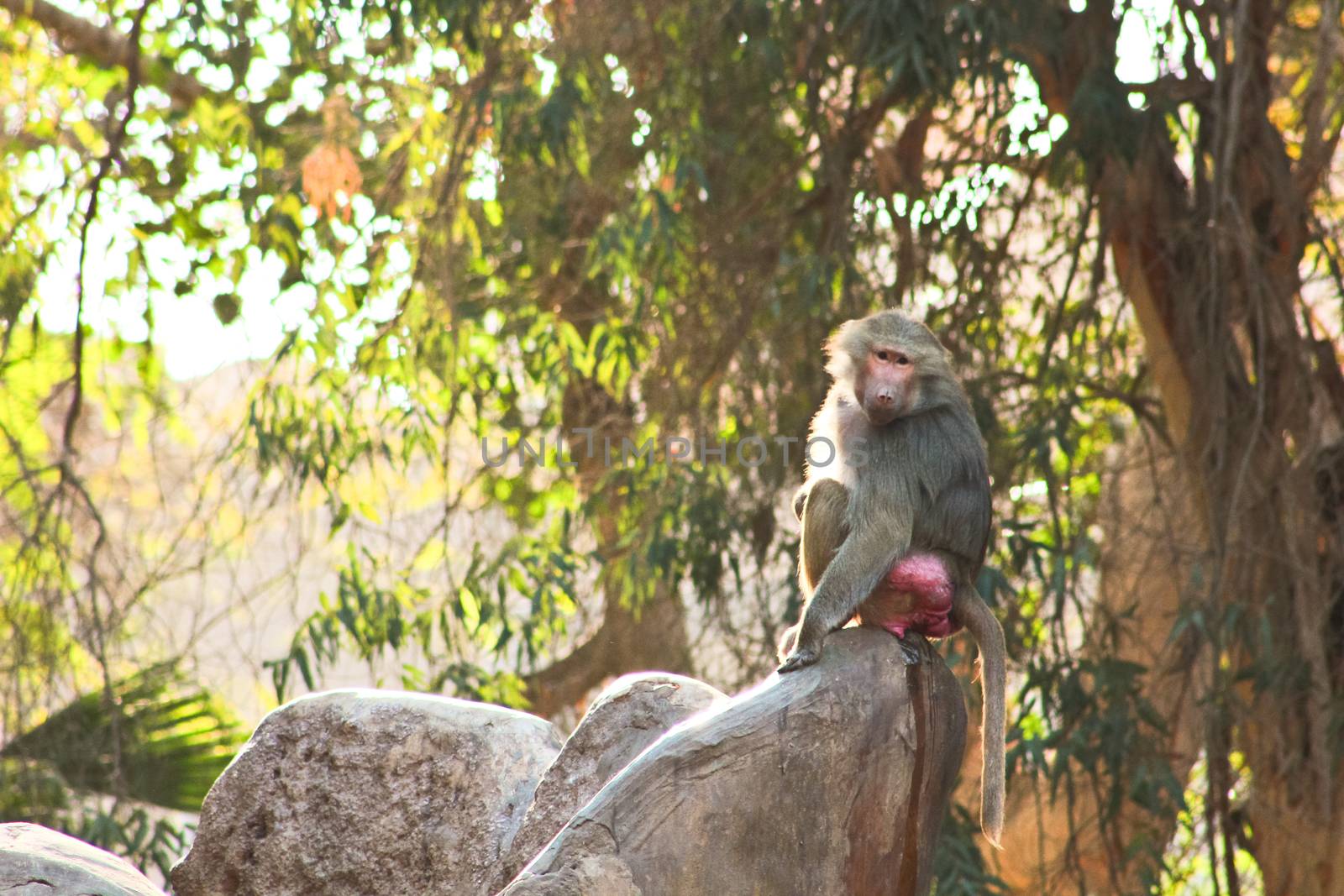 Baboon Monkey living, eating and playing in the Savanna standing on mountains and rocks