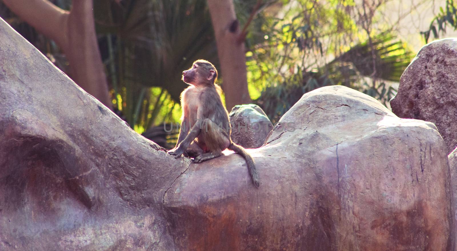 Baboon Monkey chilling by BassemAdel