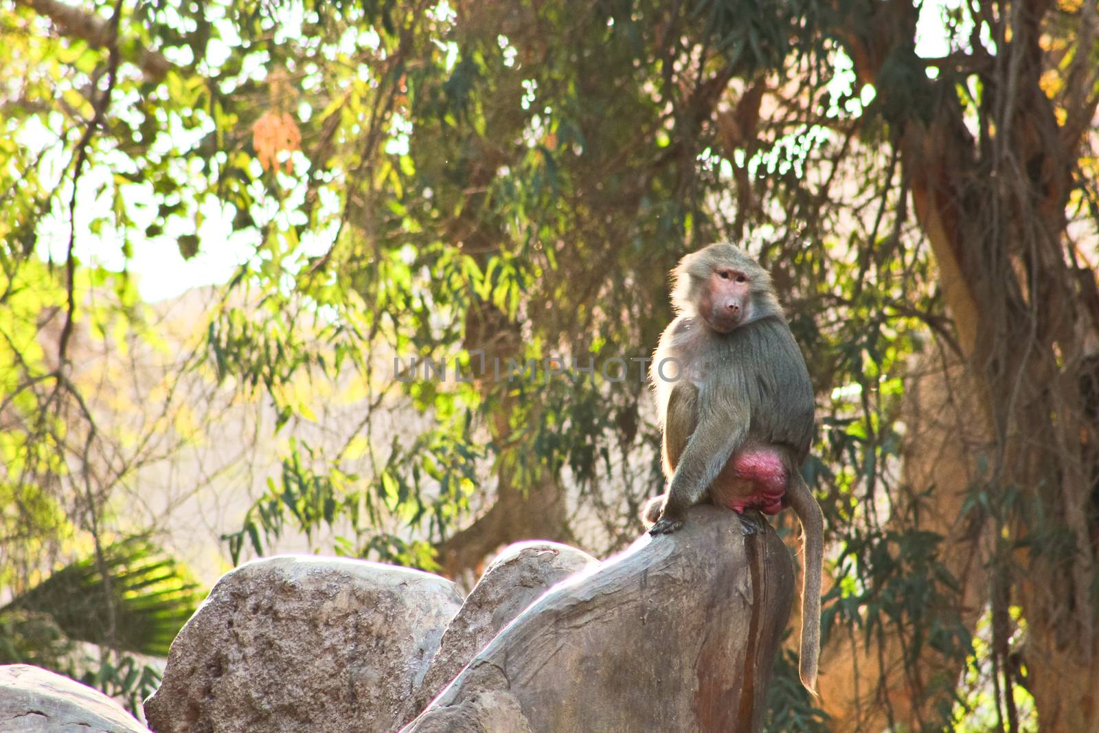 Baboon Monkey living, eating and playing in the Savanna standing on mountains and rocks