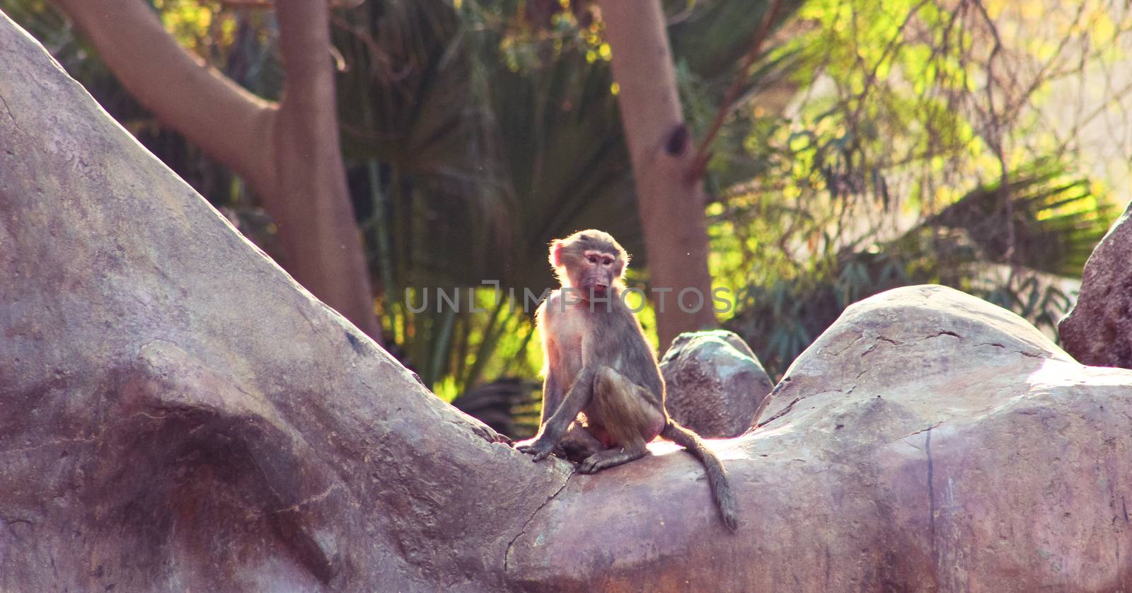 Baboon Monkey living, eating and playing in the Savanna standing on mountains and rocks